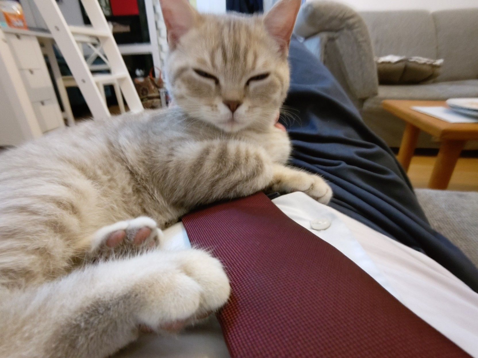 A picture of a little kitten lying on Erik Uden's stomach (photographed from the perspective of Erik Uden's face). Erik Uden is wearing marine blue chinos, red tie and white shirt.