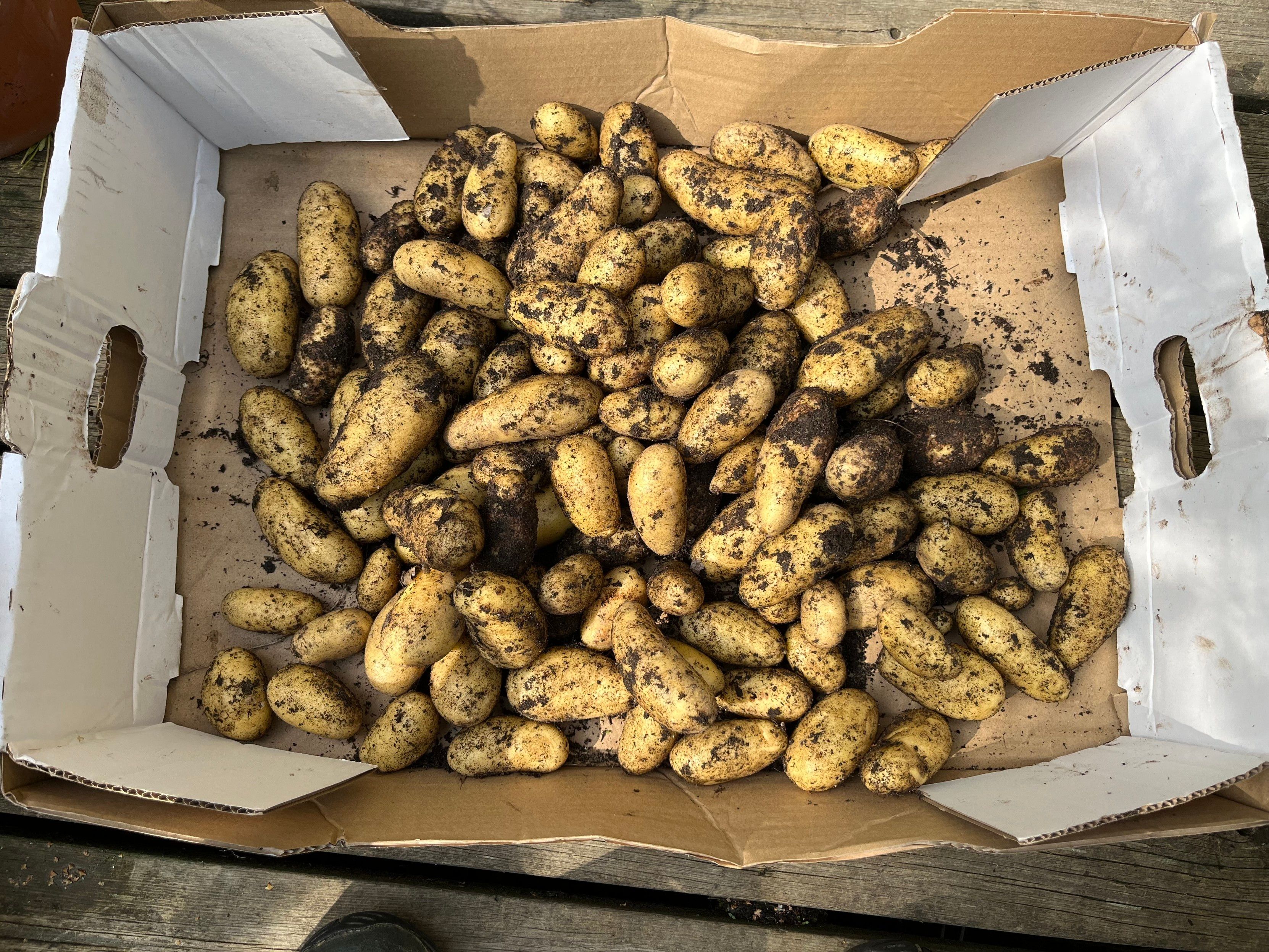 Valokuva laakeasta pahvilaatikosta, jonka pohja on perunoiden peitossa. Perunoita on useita kiloja.