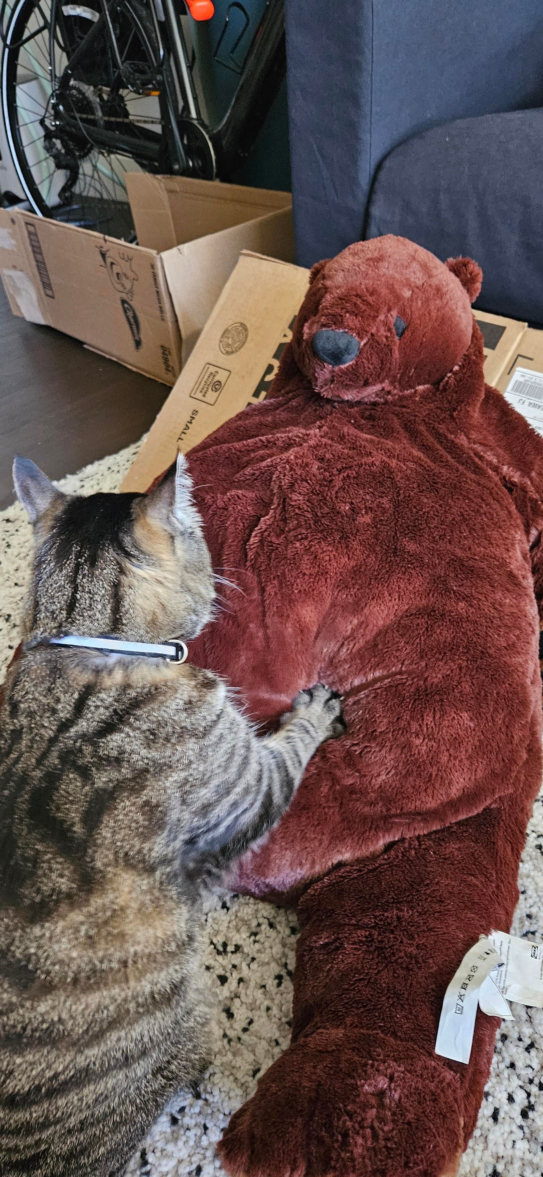Momo making biscuits on a large stuffed brown bear.
