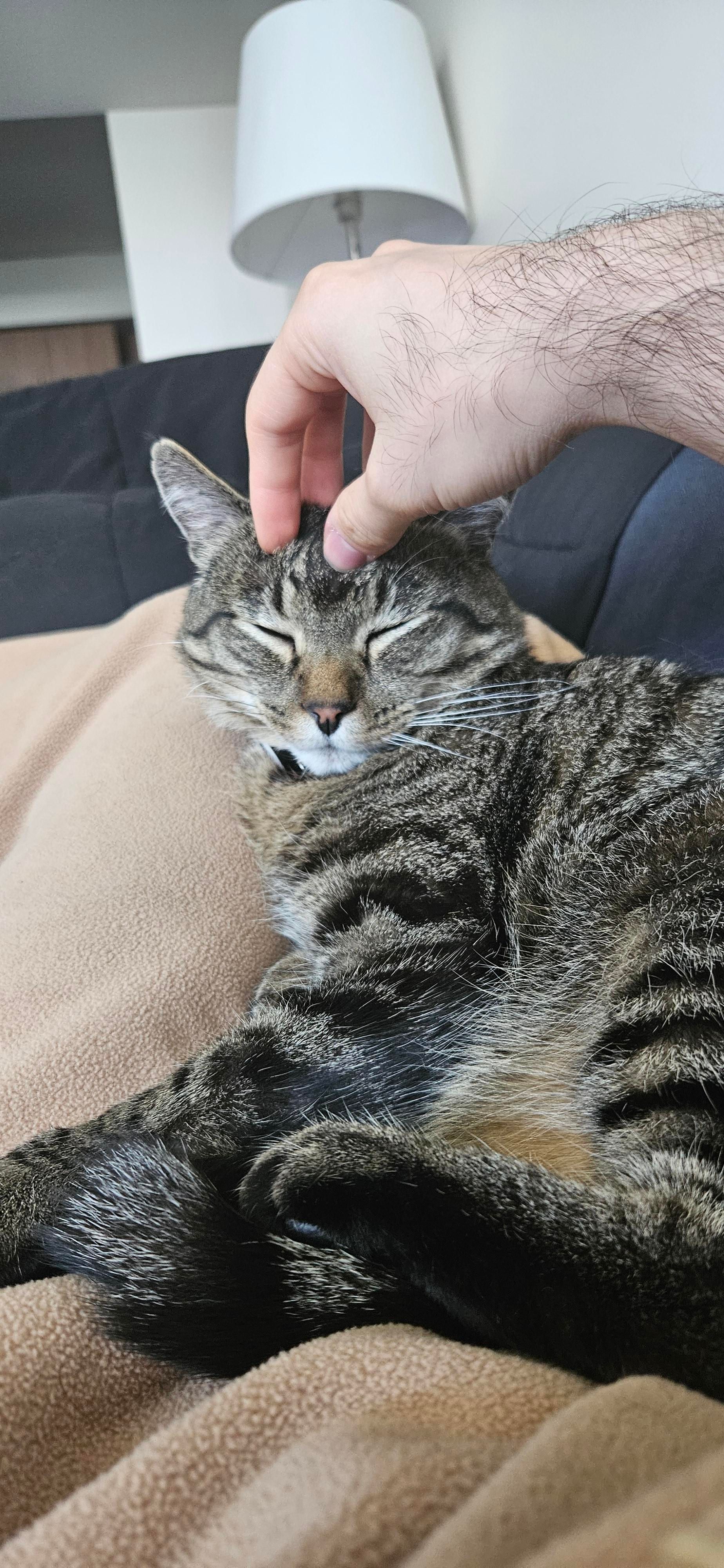 Momo laying on my lap receiving forehead scratchies. His eyes are closed in contentment. He is purring and a baby.