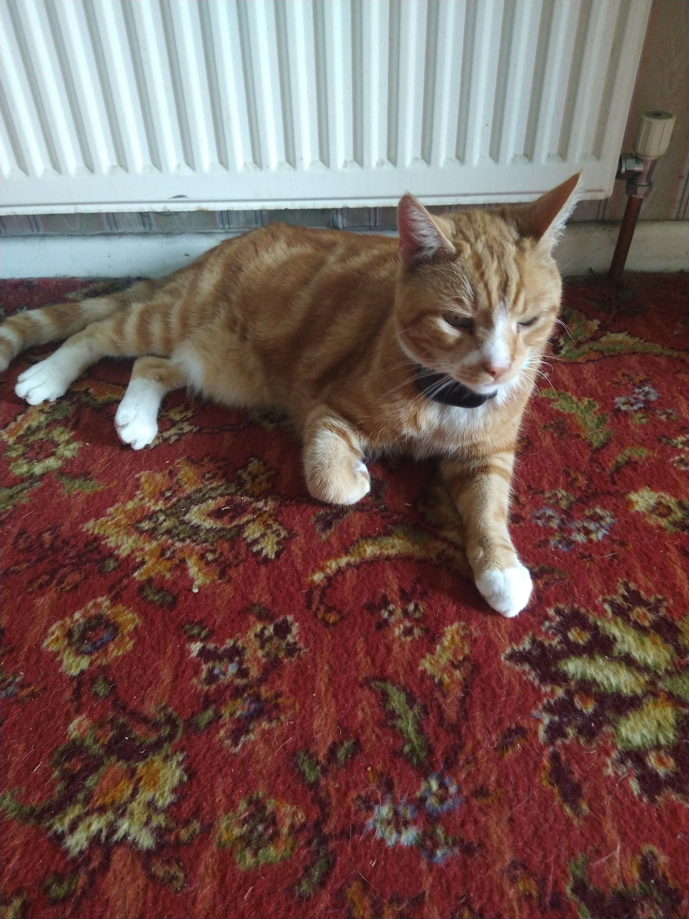 Oscar large ginger and white tom cat facing the camera laying on a patterned red carpet 