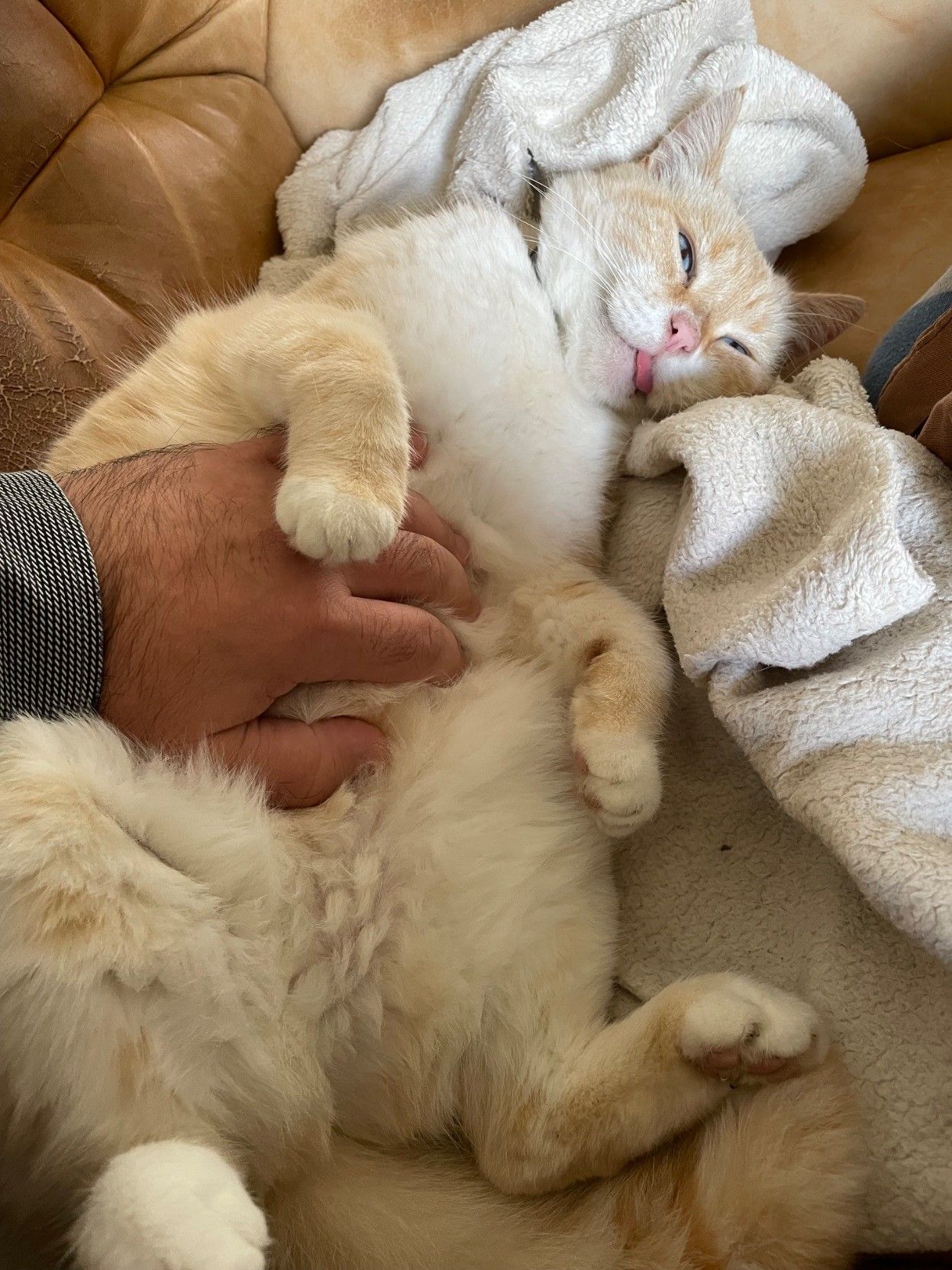 Picture of my cat enjoying belly rubs