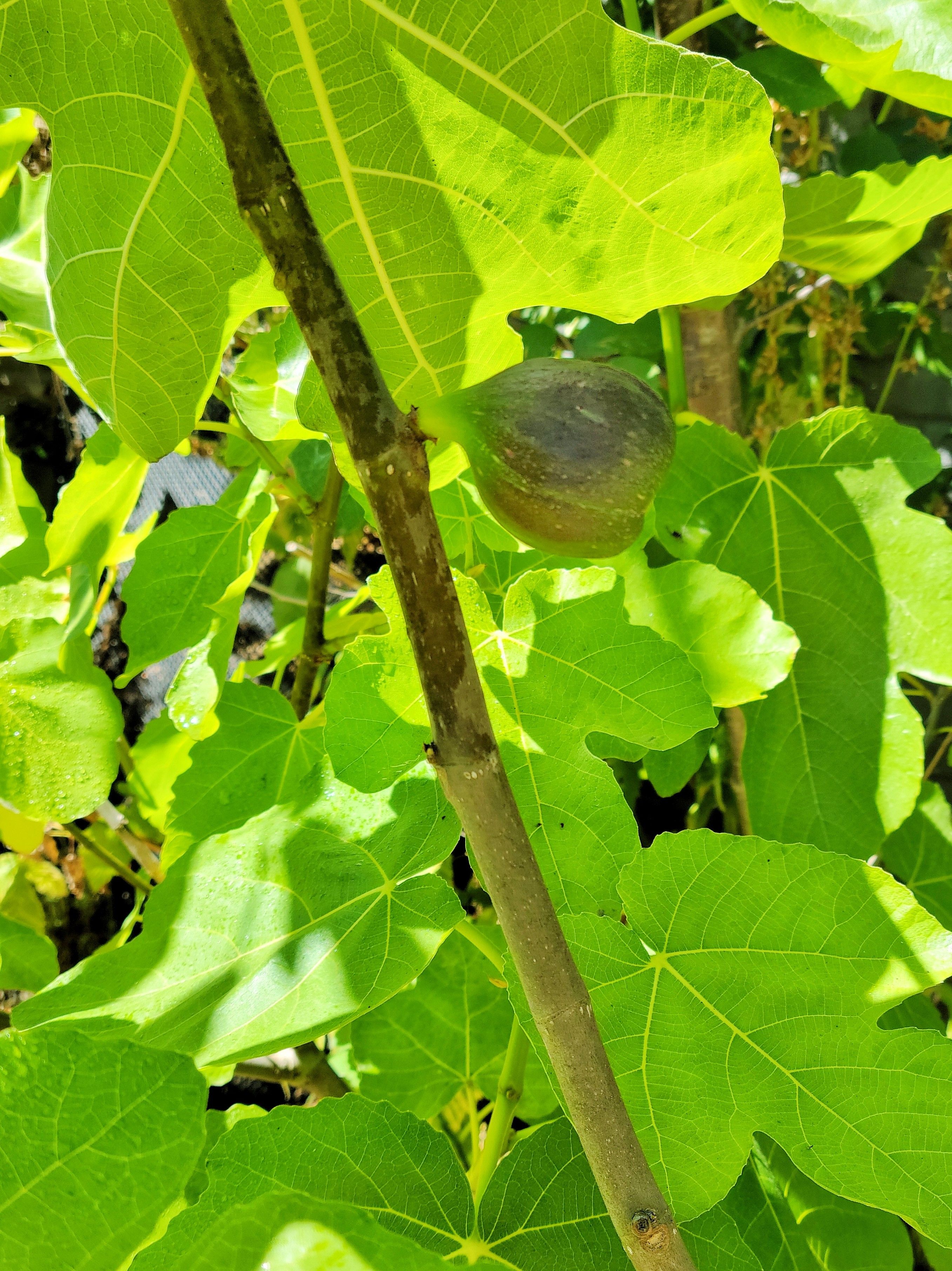 This is a close-up image of our fig tree, showing our first fertilized fig!!