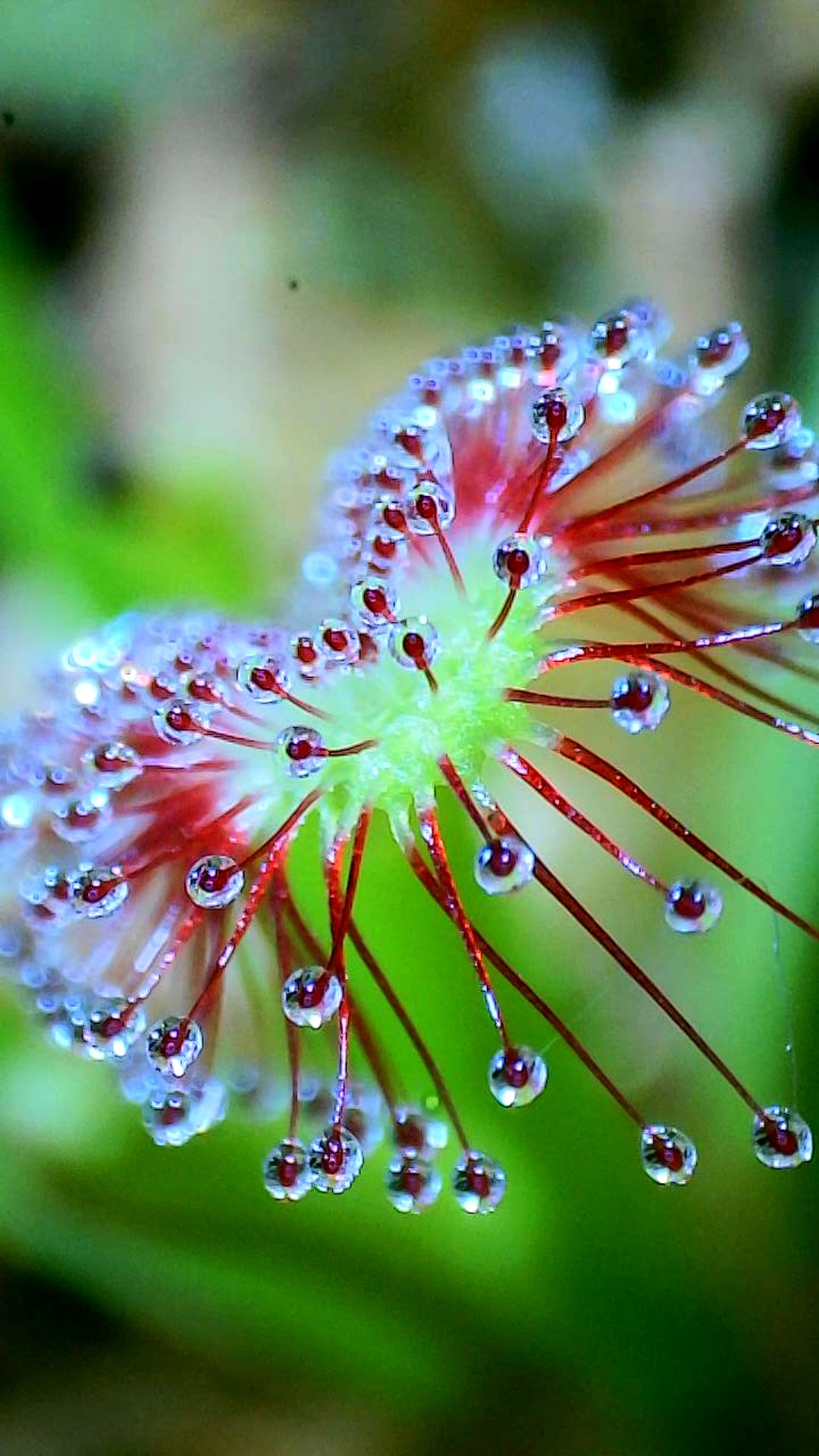 Closeup of Drosera capensis (Cape Sundew) leaf showing the sticky hairs and dew.