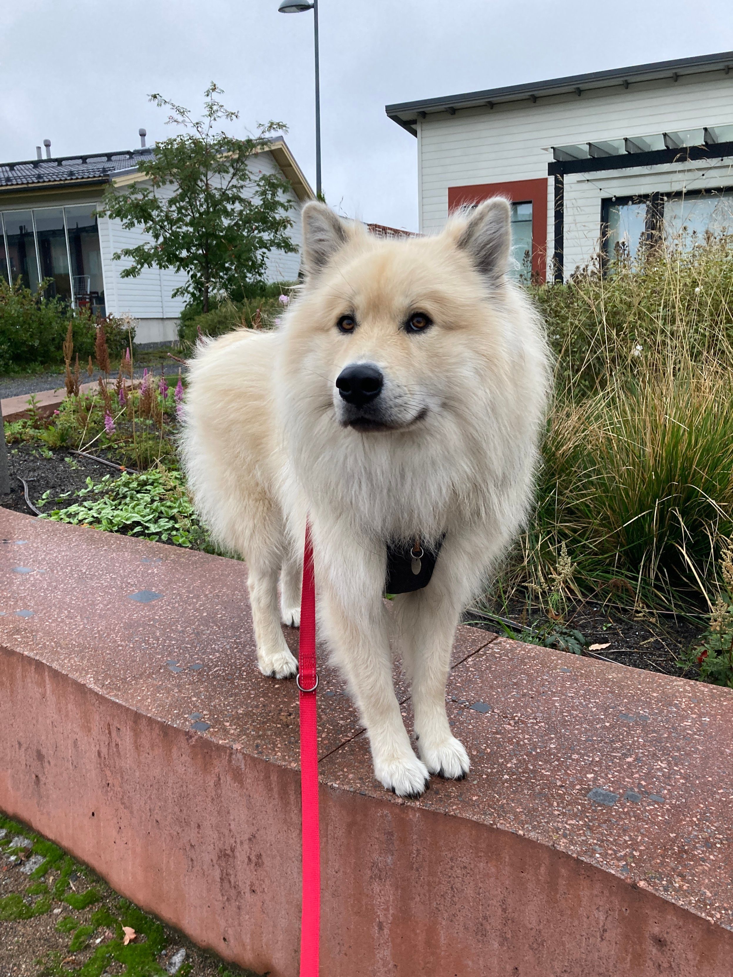 Kuvassa vaaleanruskea, pystykorvainen koira seisoo punaruskean kivipaaden päällä puistossa. Taustalla näkyy heinikkoa, puita ja rivitaloja.