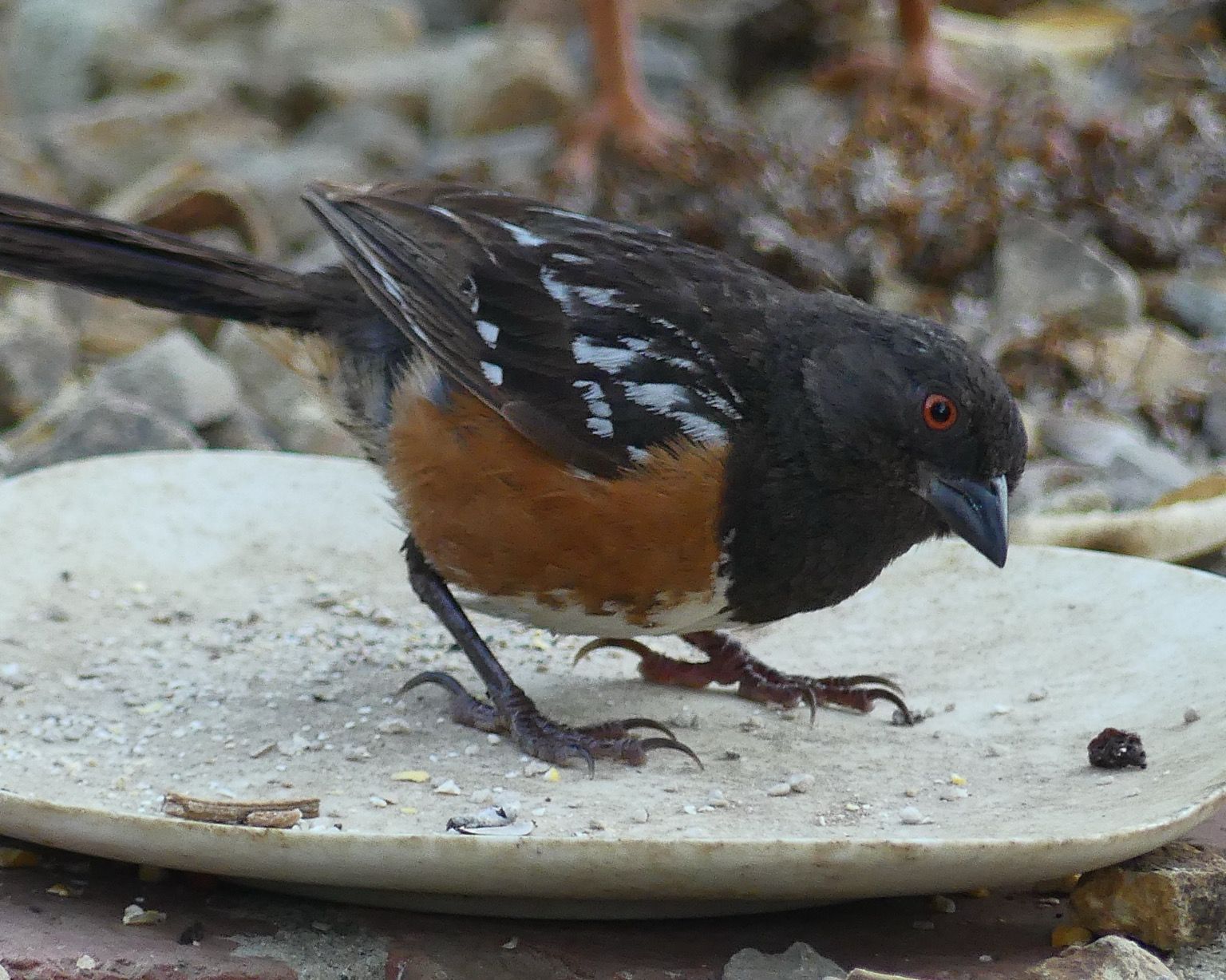 A spotted towhee stands on an empty saucer staring intently at a small pebble or bird poop I’m not sure. The bird has black and white wings,rufus flanks and a black head with startling red eyes