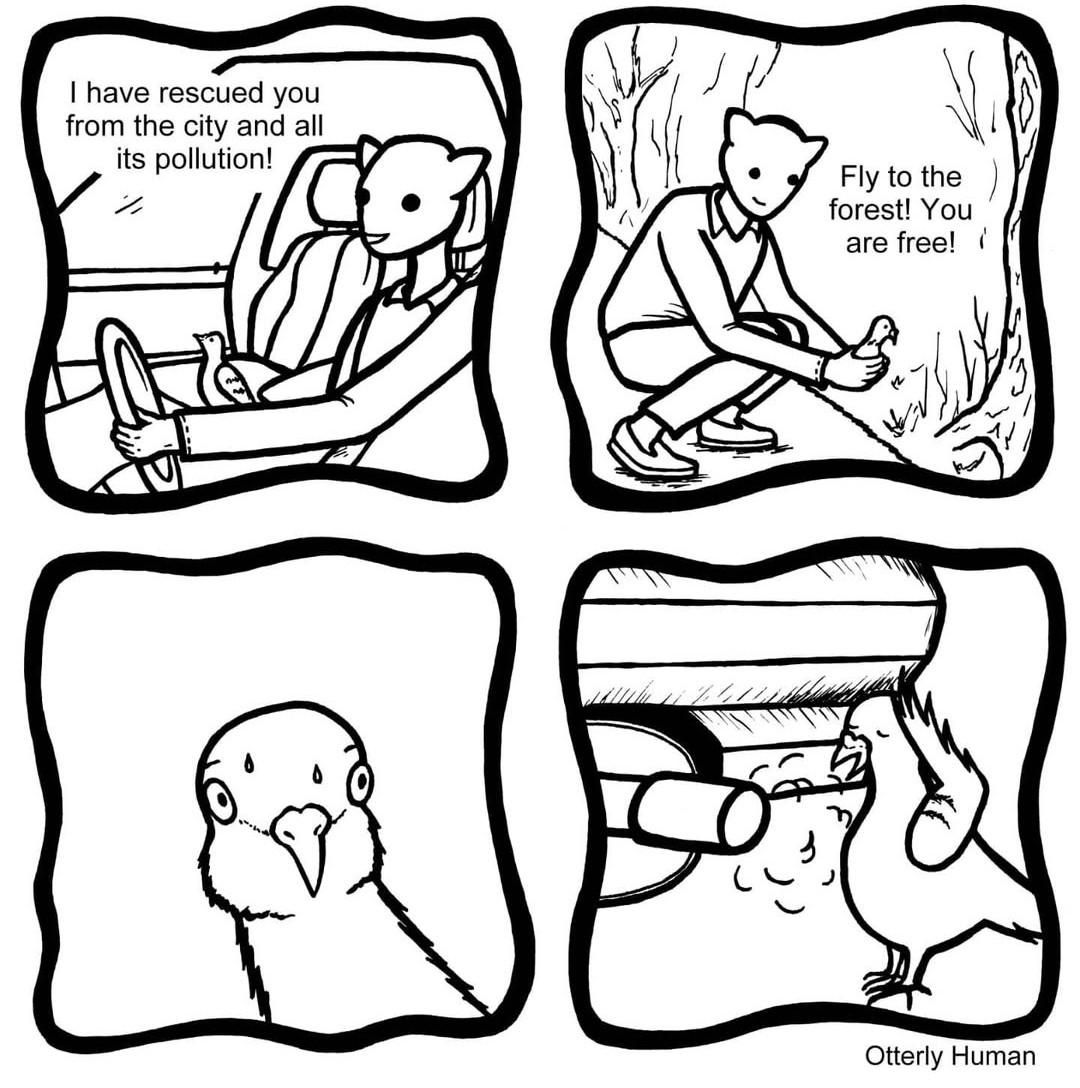1 person in car with pigeon: I have rescued you from the city and all its pollution!
2 person letting pigeon out of car: Fly to the forest! You are free!
3 pigeon looks anxious
4 pigeon runs in front of car's exhaust pipe and looks much happier