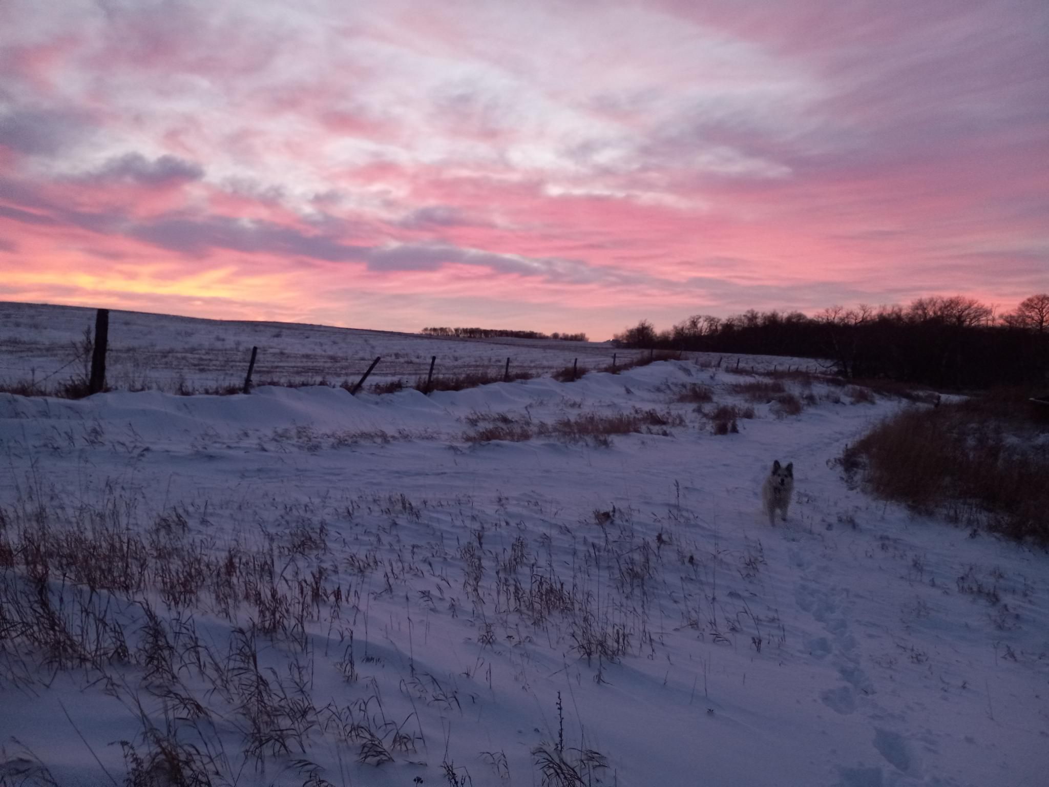 Pink sunset clouds above a snowy field and scrubby bare woods.  There's a fluffy white dog happily running along a path toward the camera