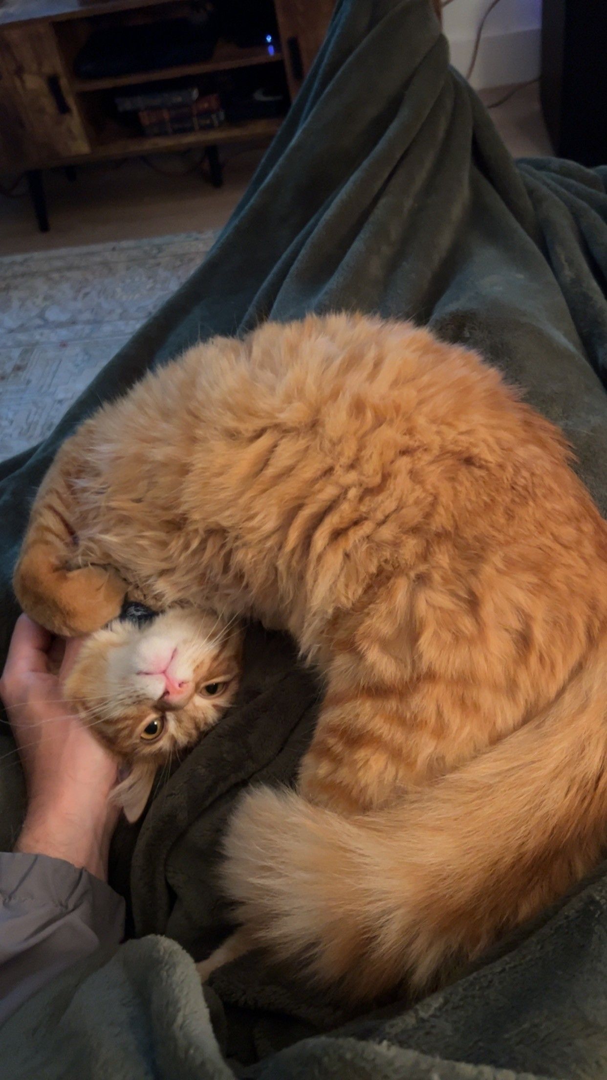 Sort of a very fluffy and comfy looking oramge cat laying on someone's lap like a piece of fried shrimp