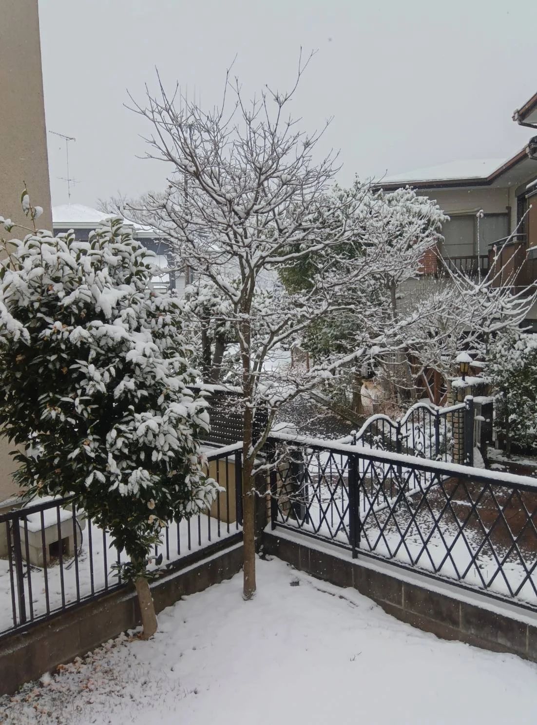A view of the path next to the house, as seen from the small, snow-covered garden of Kotes's family home.