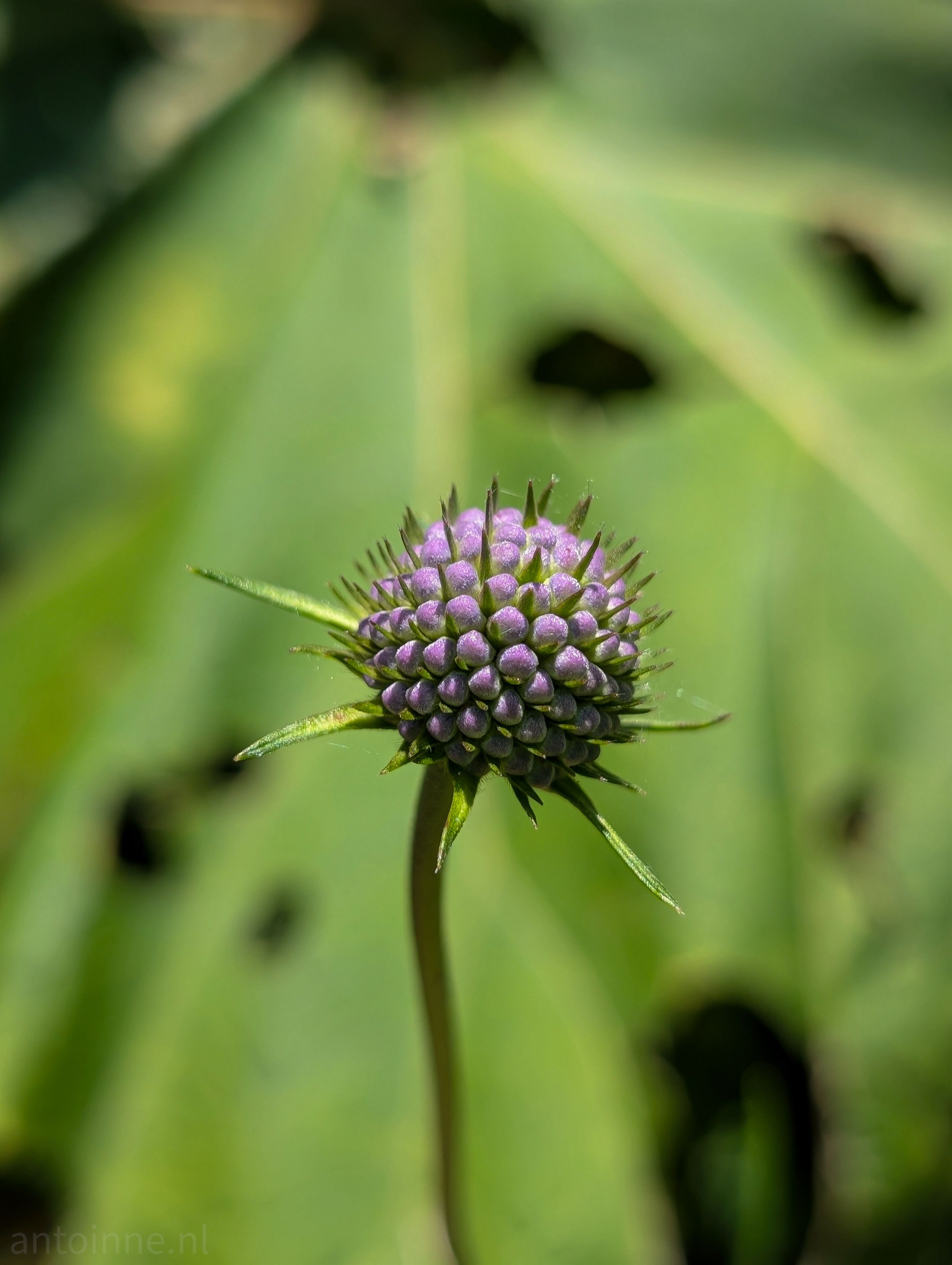 A purple flower bud, positioned in the middle of the frame. It's a spherical cluster of tightly packed, small, spiky structures, which are a vibrant purple color. Thin, green, spiky bracts radiate outwards from the base of the bud, giving it a somewhat star-like appearance. The bud is attached to a slender, curved green stem. The background is a soft-focus, blurry green. 