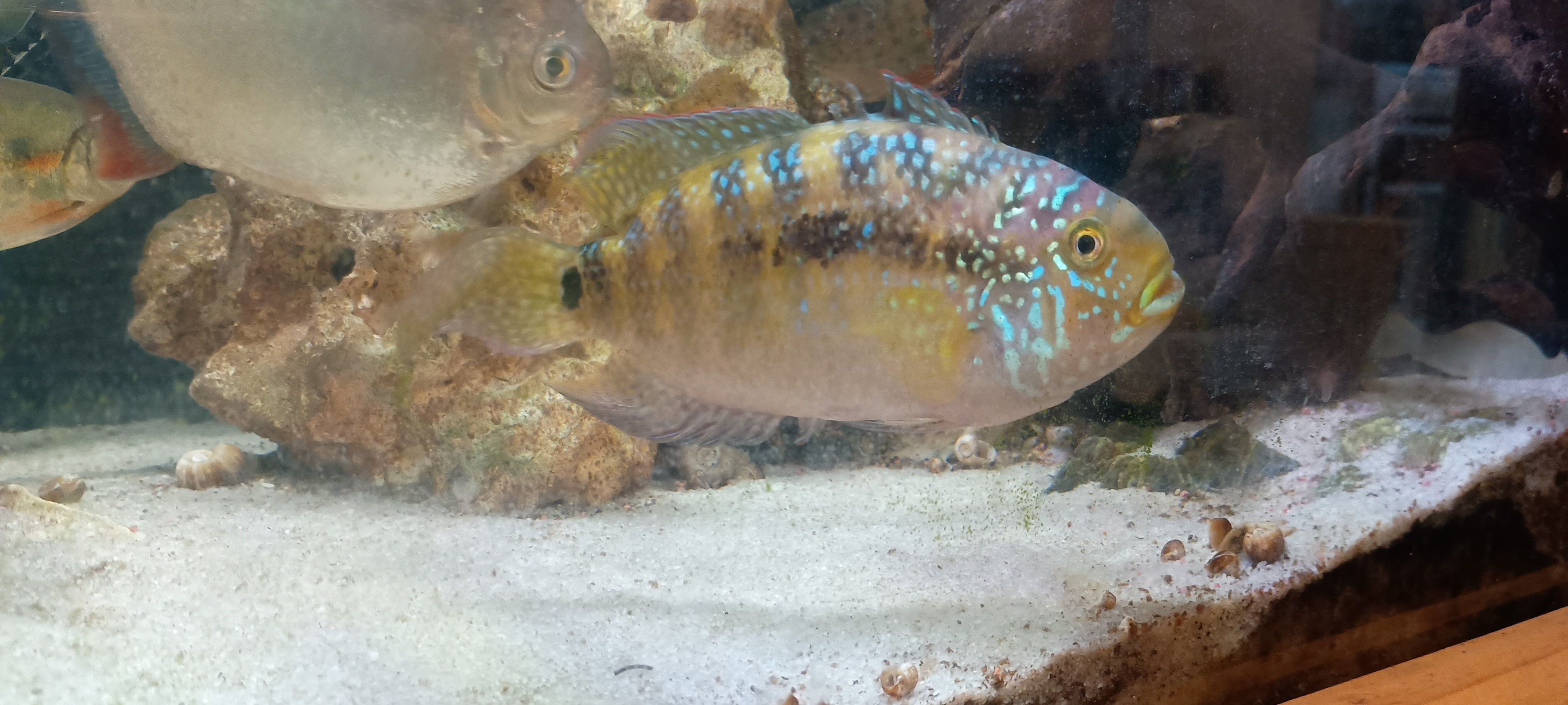 A shitty photo of my female Jack Dempsey, looking really pale 