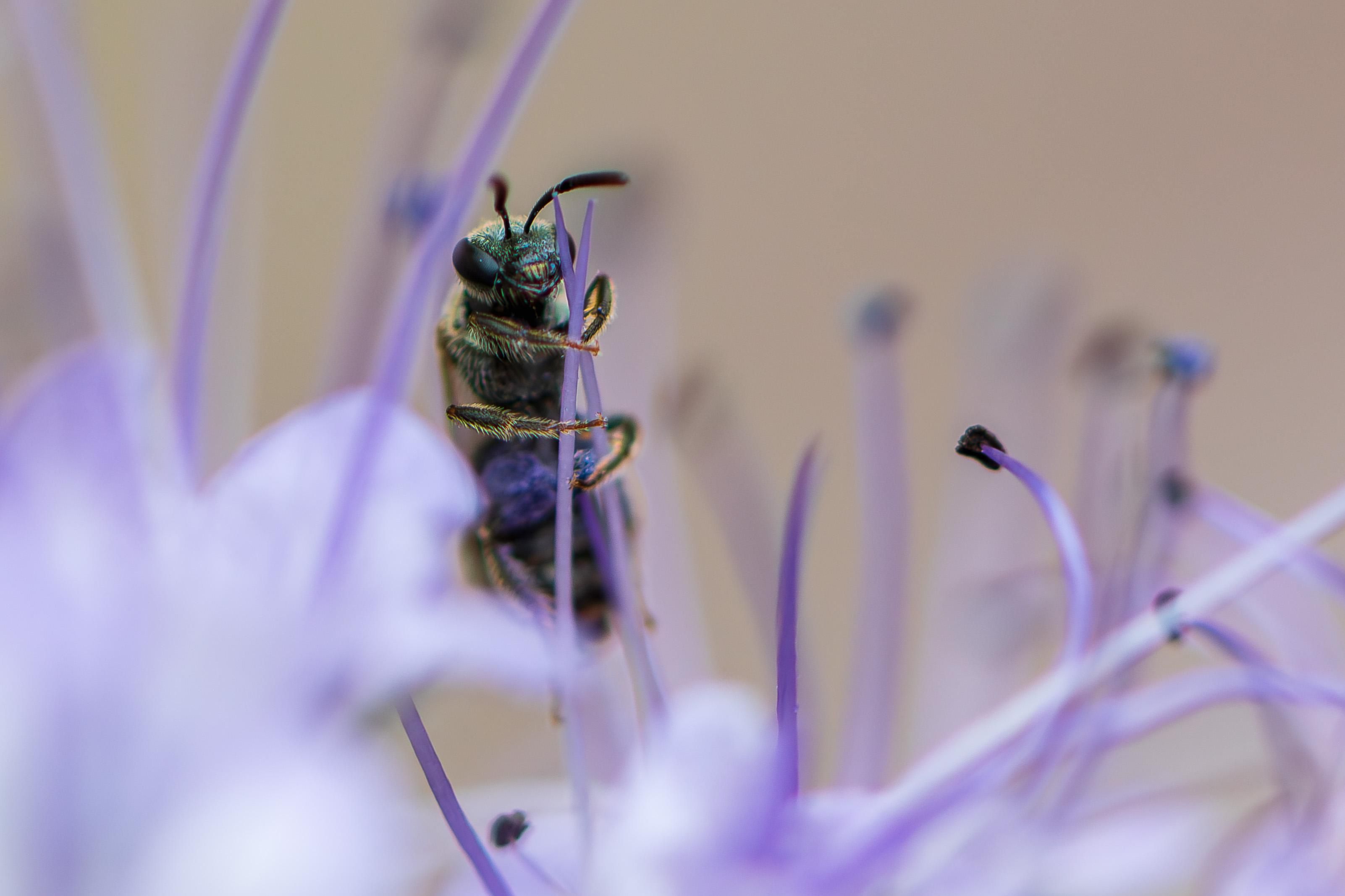 Extreme closeup of a small sweat bee (ID apps suggest a white-footed sweat bee) climbing a vertical stamen of a lacy phacelia flower with out of focus stamens and a gray wall in the background. The bee is vertical and facing forward with a slight turn to the right leaving both eyes visible. In this view the bee's mouth parts and mandibles are visible and they look similar to a smile but with alien-like "teeth". This species has similar features to honeybees with a dull metallic green abdomen, thorax, and head covered in fine gold hairs, two segmented antennae, three simple eyes on the forehead, two large compound eyes on either side of the head, six legs, and transparent amber wings with dark veining. 