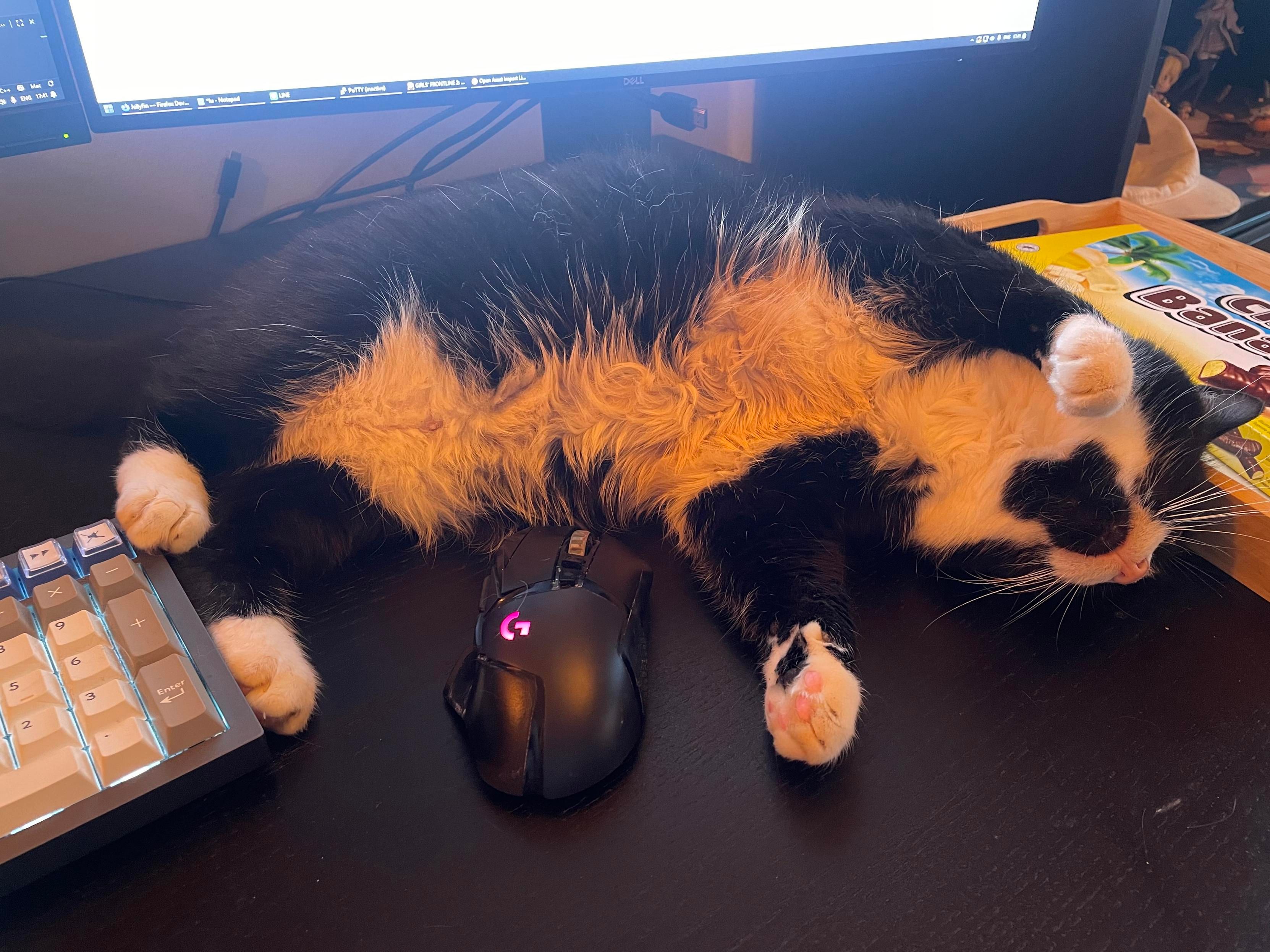 Tuxedo has curled up in my mousing area, on my mouses cord, with her paws on my keyboard, showing her fluffy belly