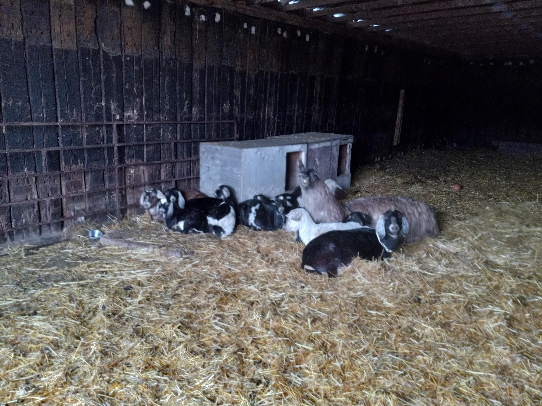 A whole bunch of black, white, and brown goats snuggled around a large fuzzy brown llama.  They're all relaxed, laying on straw inside a big barn building with their heads up, chewing cud.  The walls of the building they're laying in are made out of old railroad ties, which is kind of neat.