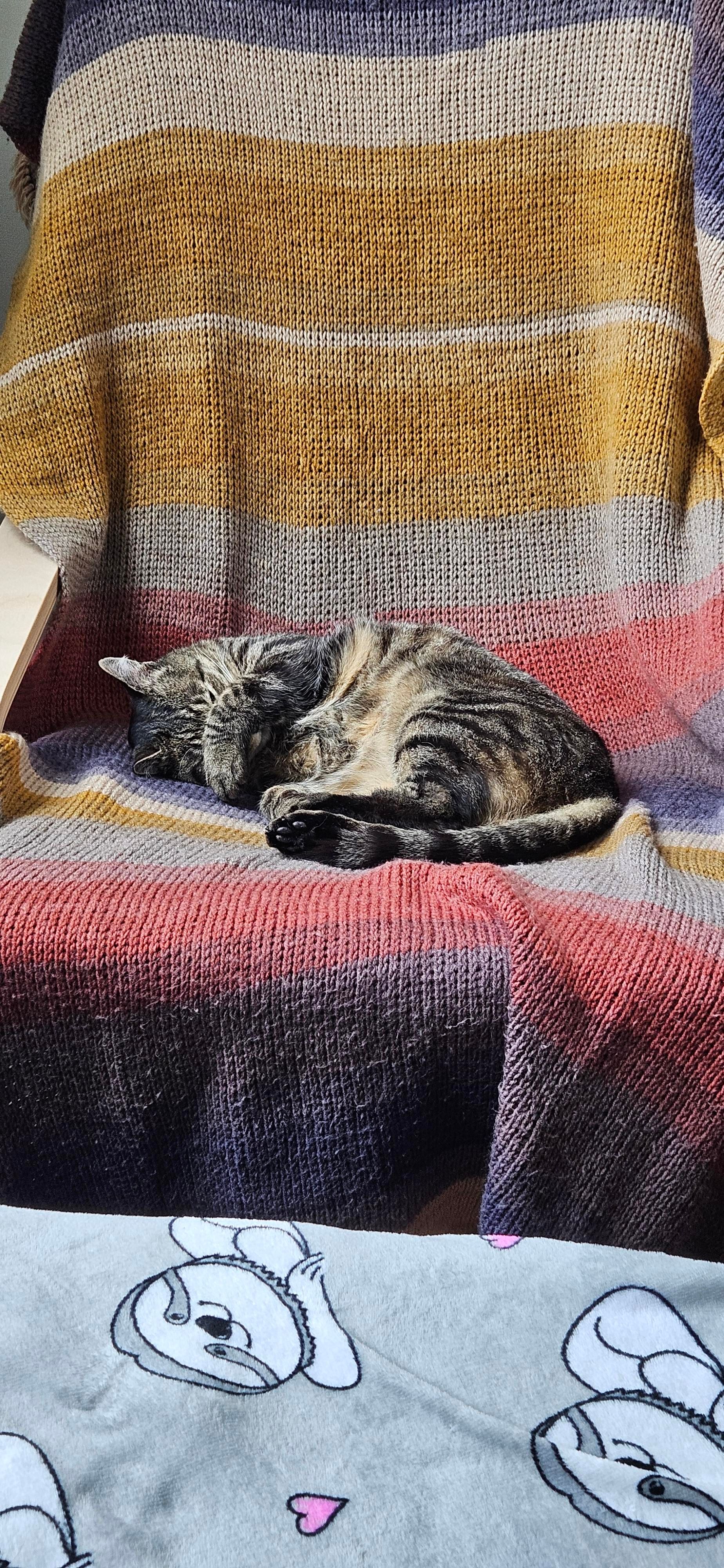 Momo laying curled up on a chair. The chair has a crochet blanket draped on it - the pattern is of wide alternating horizontal rectangles of blues, yellows, and reds. He is laying with a paw covering his eyes, eyes closed.