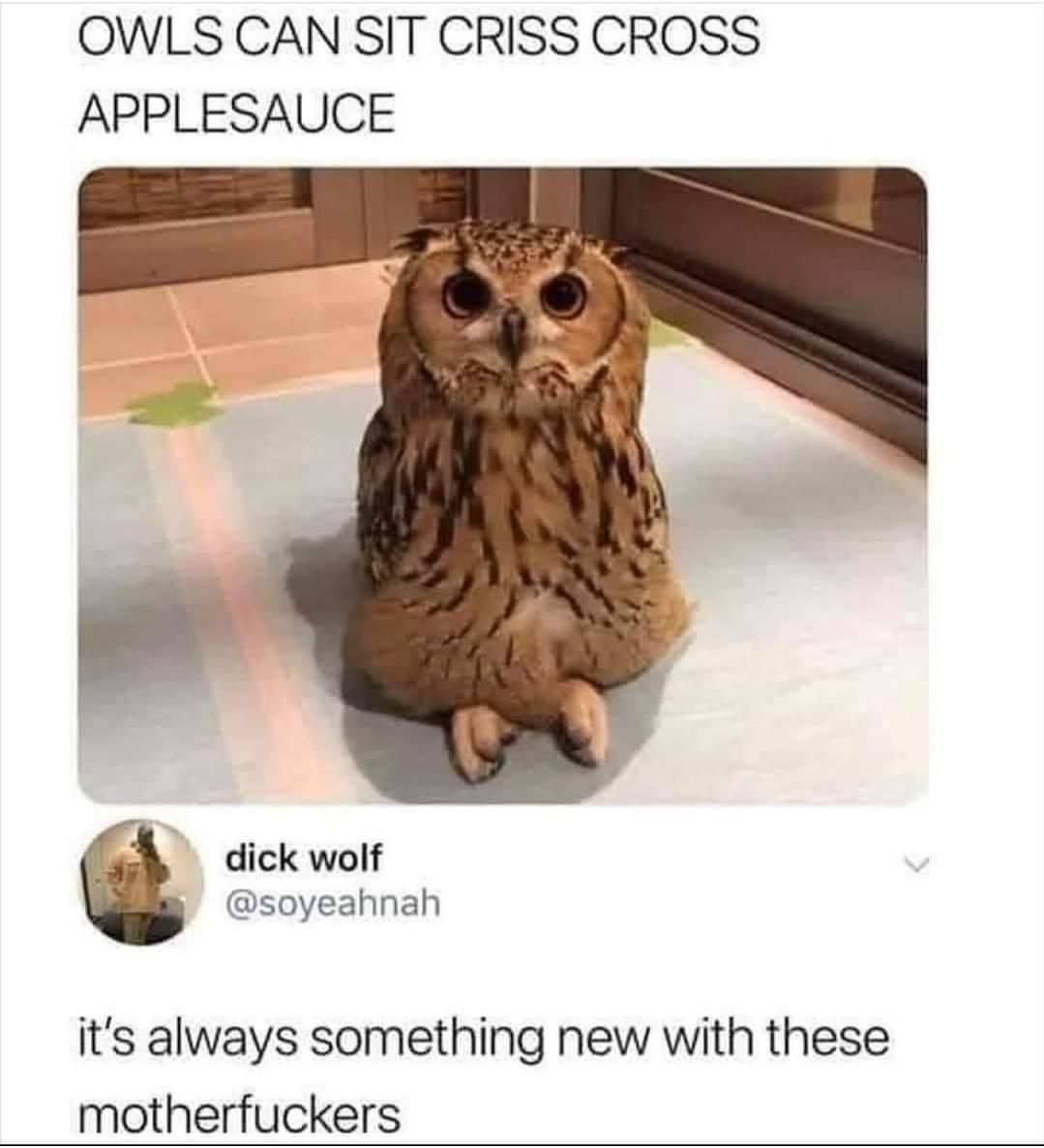 owls can sit crisscross applesauce 

(picture of an owl sitting crisscross applesauce)

it's always something new with these motherfuckers