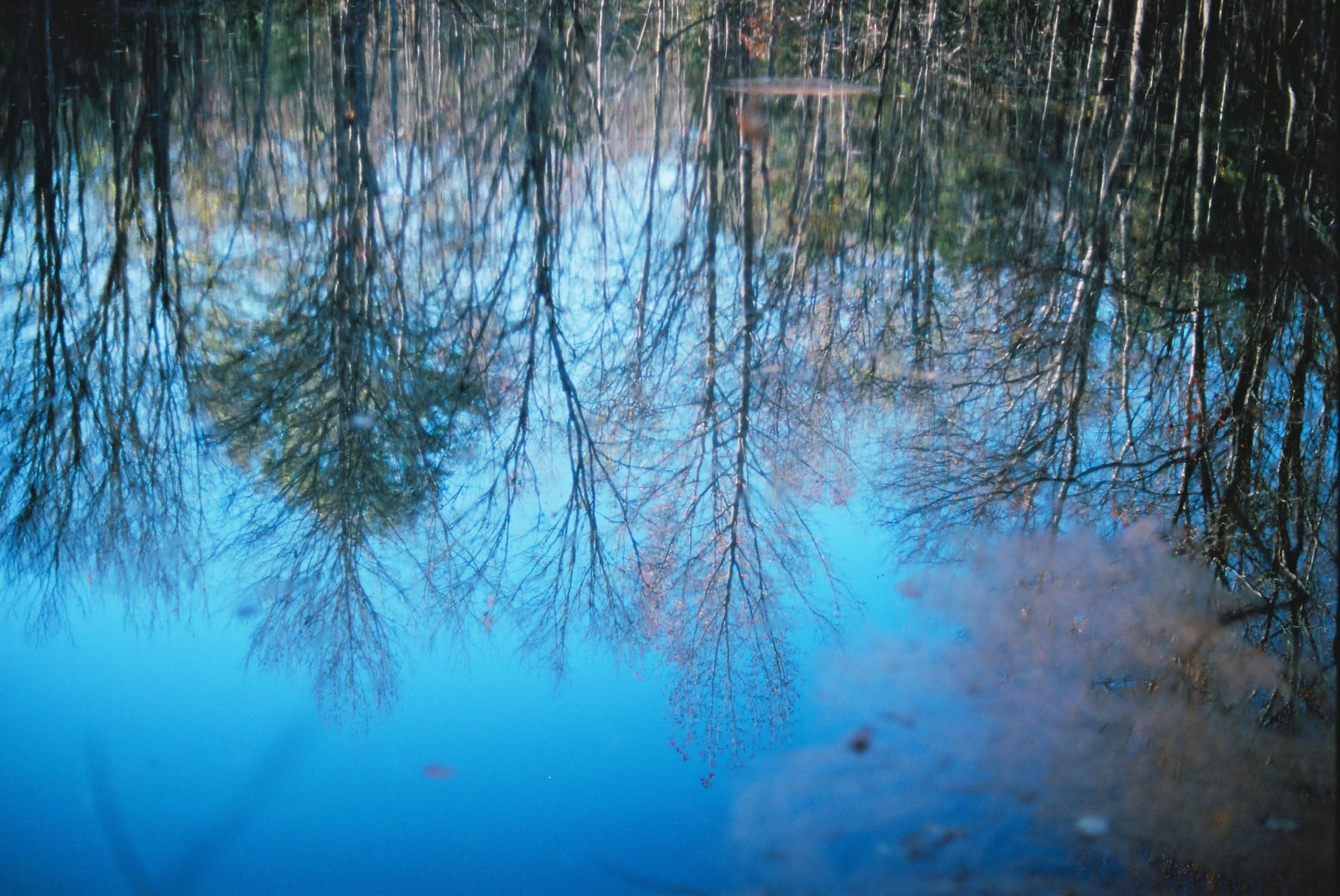 A color film photo of the surface of a pond. A deep cerulean blue sky is reflected and inverted trees reflected in the surface are skeletal except for some evergreens and the hint of some red. Rusty pine needles in the lower right quadrant of the photo are out of focus, floating on the surface of the water. The effect of the photo is dreamy. 