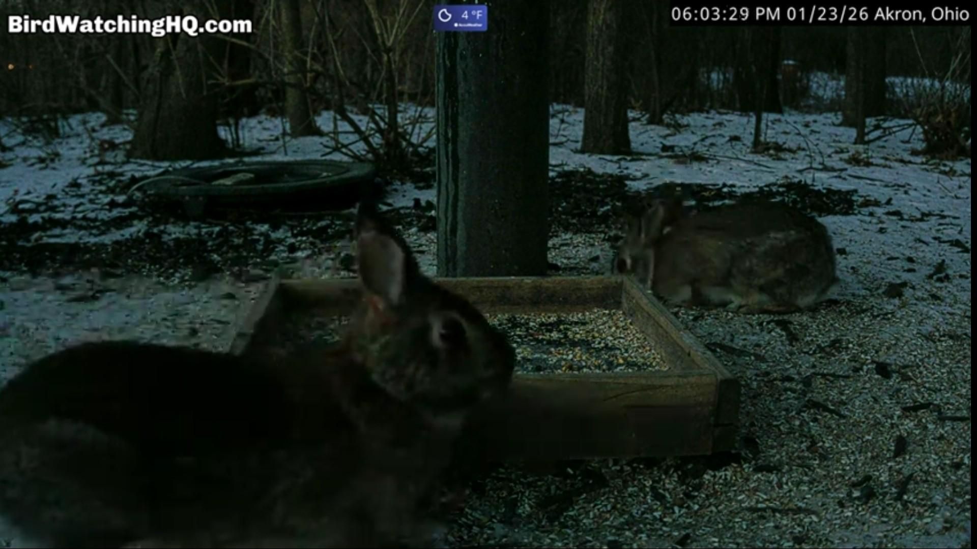 Due conigli mangiano semi vicino alla mangiatoia