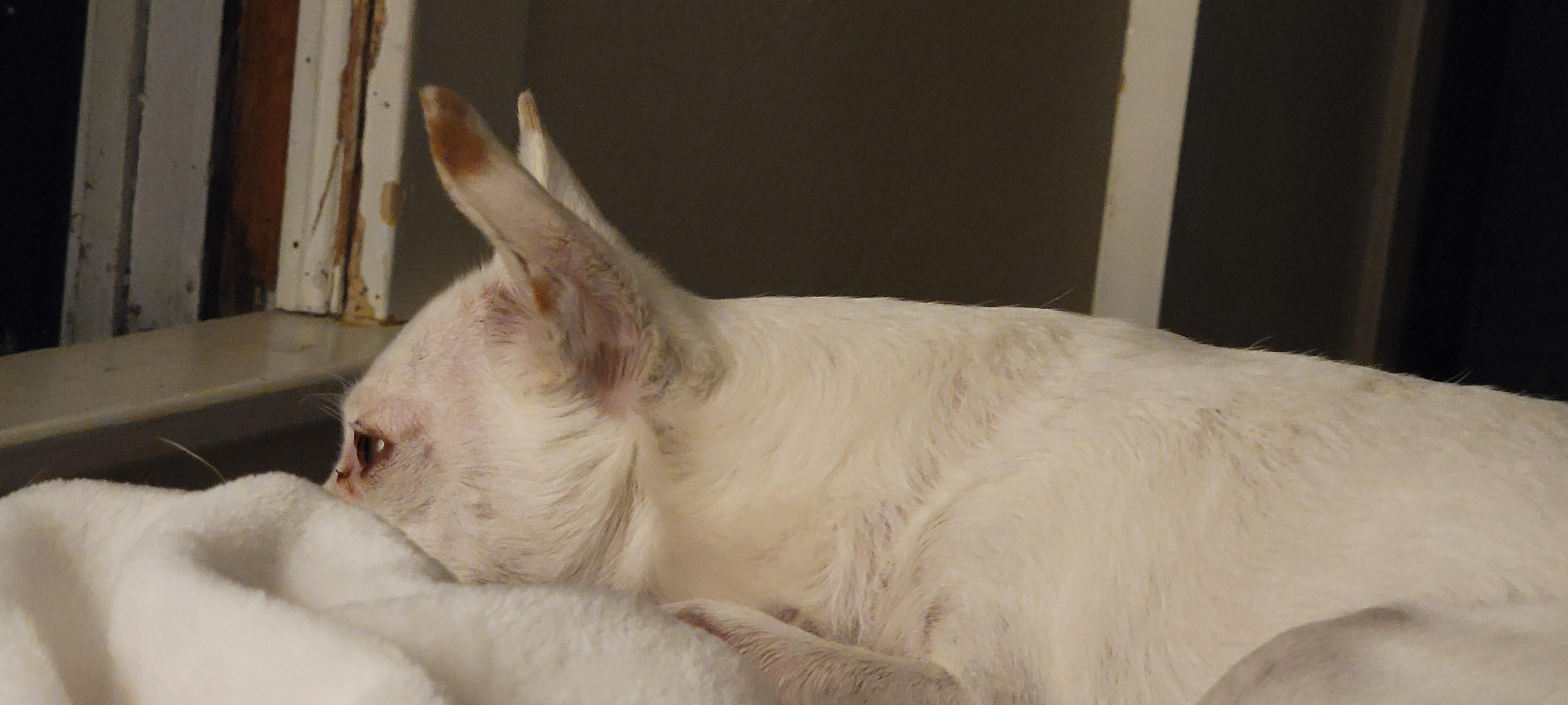 Chihuahua sleepily alert by open window 