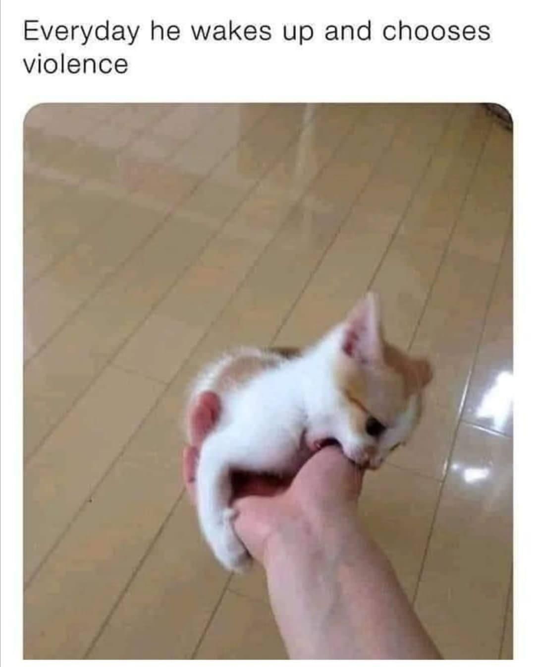 Photo of a white & orange kitten playfully chomping down on a human's hand. Caption is:

Everyday he wakes up and chooses violence