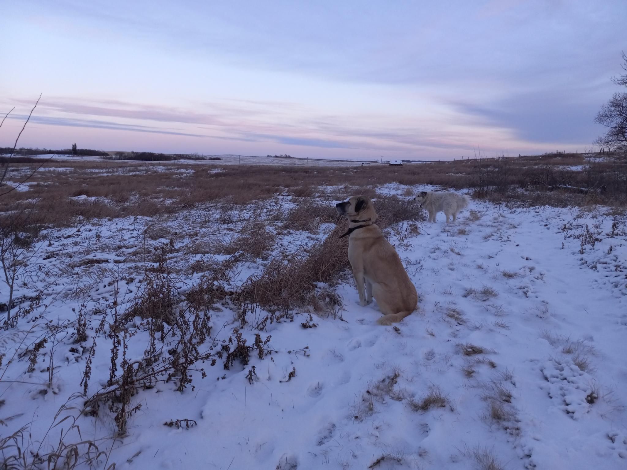 A yellow dog sitting very seriously as he gazes off across a snowy field.  The sky is yellowish and pinkish with approaching sunset, and there are a few clouds.  The horizon is very flat, and there are snow fields as far as you can see.