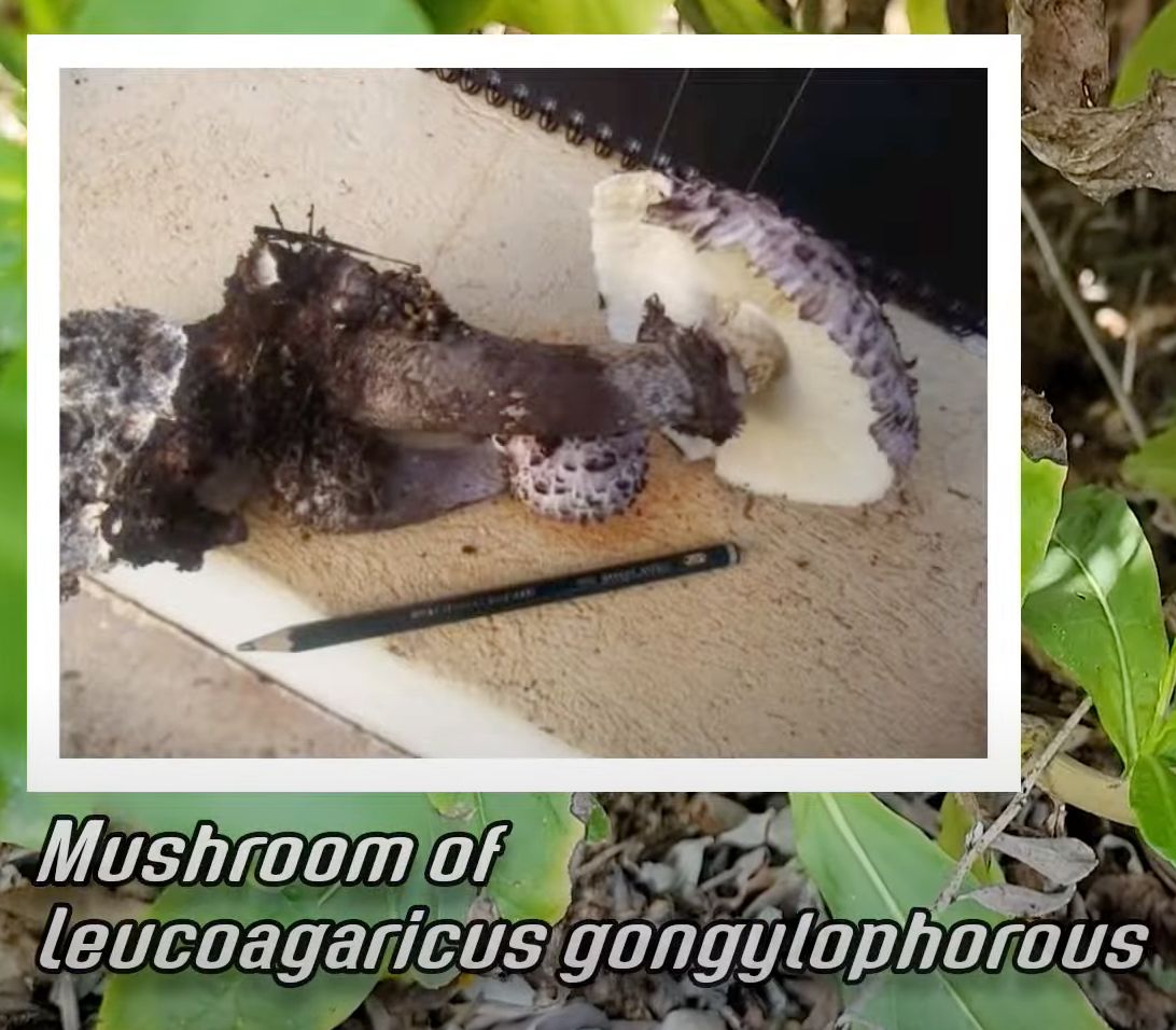 Still from the video showing the mushroom cap of Leucoagaricus gongylophorous the fungus farmed by Atta. It a huge gray mushroom with a flaky textured top, broad stem and white gills. 