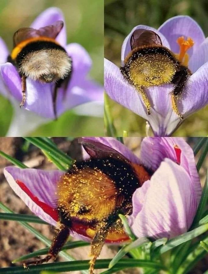 Bumblebees having a nap in flowers.

They're face first in the flowers, so all you can see is their fuzzy pollen covered bumble-butts