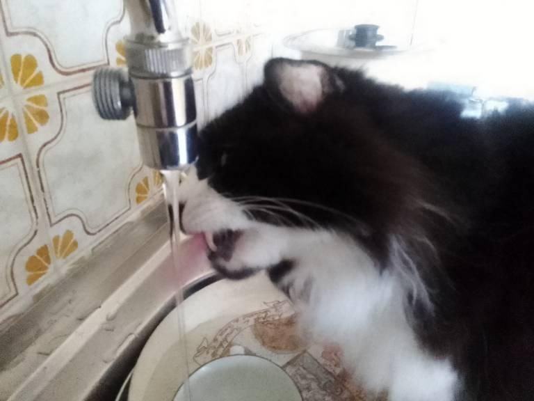 Una foto a colori, in formato orizzontale, che ritrae Ioba, il micio della mia morosa, mentre beve con la linguina rosa fuori l'acqua che scende dal rubinetto di un lavello pieno di piatti.