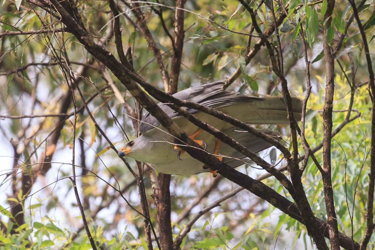 A large hawk in light and medium grey with a yellow beak, legs and claws. It is perched horizontally and ready to take off. 