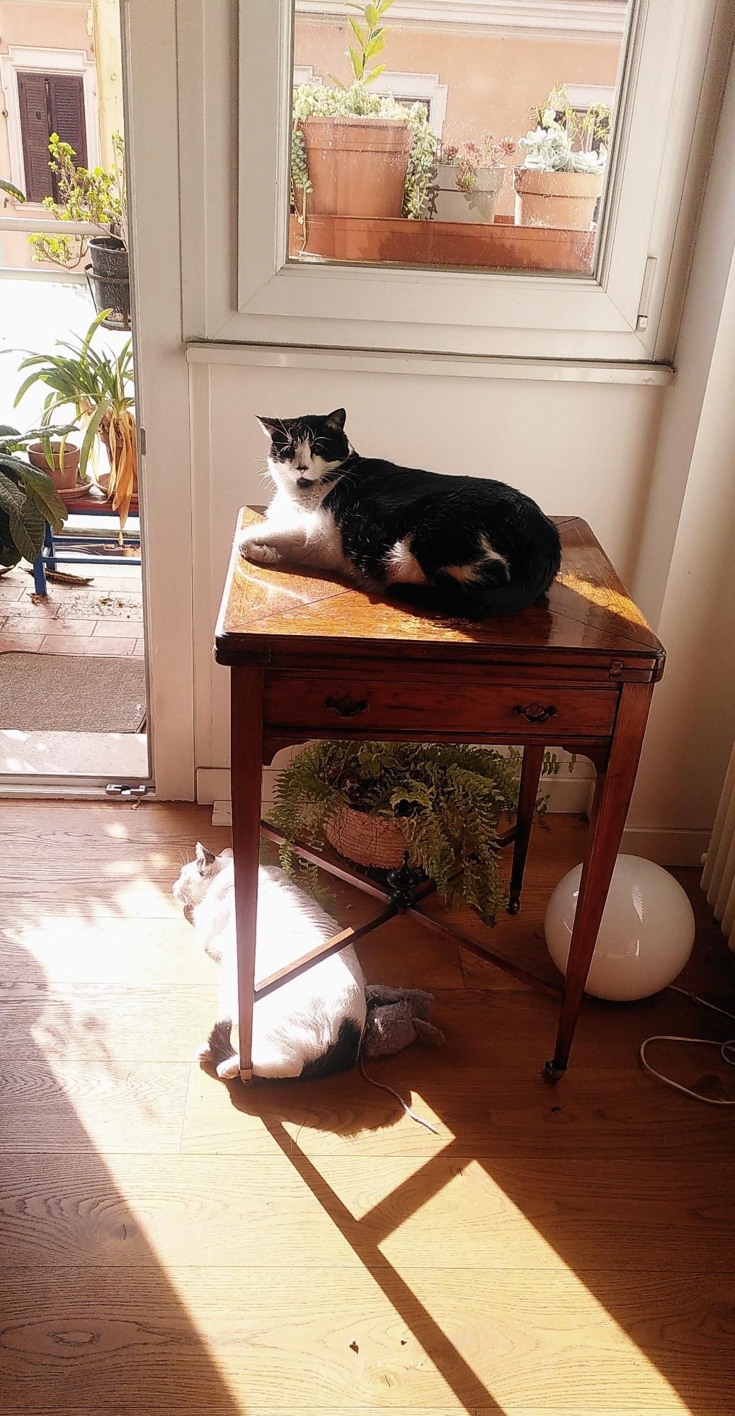 Due gatti se la godono al sole davanti a due finestre che danno sul balcone. Una finestra è aperta. Lola, micia nera e bianca, è stesa su un tavolino di legno scuro, parzialmente al sole. Mi guarda. Sotto al tavolino, Coco, gatto bianco con macchie nere, dorme nel rettangolo di sole che illumina il pavimento.