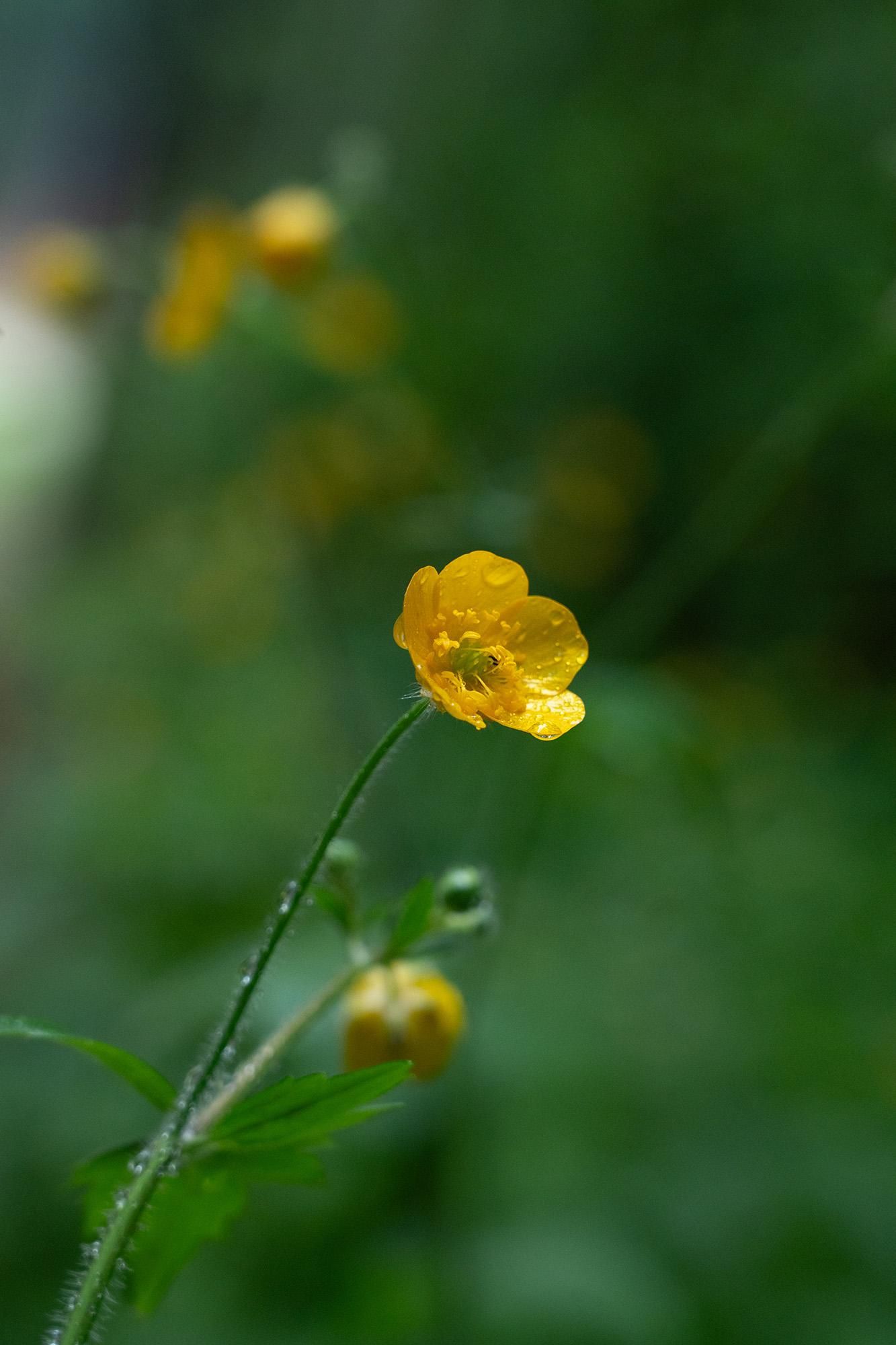 Close-up of a meadow buttercup. The bright yellow petals have small raindrops on them and shine above the deep green blurry background