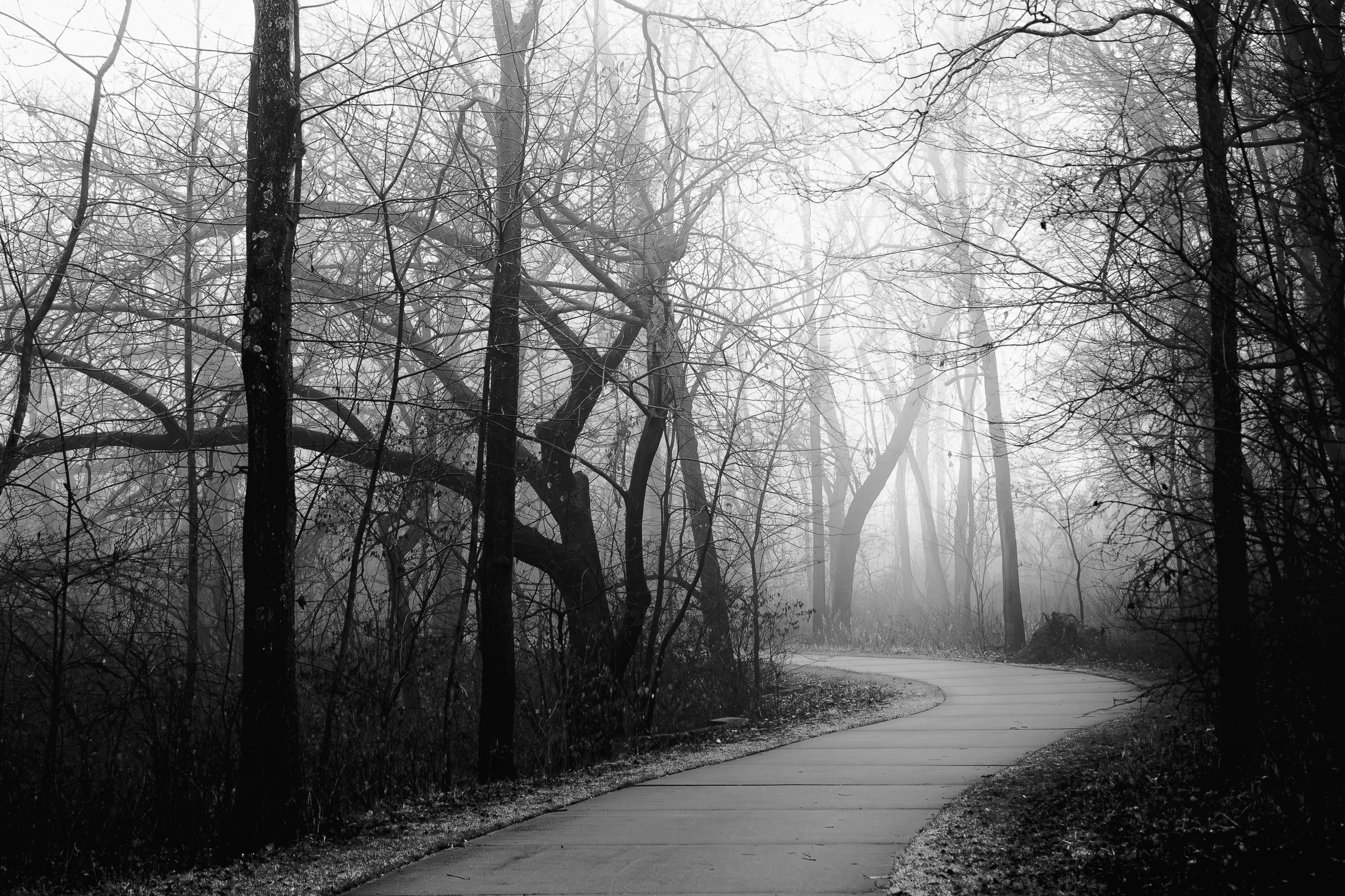 Black and white photograph of a foggy December morning landscape along Clear Creek Trail in Coralville, Iowa. The trail in this section is a double-wide concrete path bounded on either side by tall trees and undergrowth except for a strip along each side where the undergrowth is regularly mowed. The trail starts in the bottom frame, turns to the right and then sharply to the left about mid frame where it disappears behind the trees and undergrowth. The trees and undergrowth have lost all their leaves and are darkened by the moisture in the air as well as the denseness of the growth. The path is well lit and where the path disappears the trees are brighter due to light diffusion from the fog, the distance from the viewer, and less dense growth allowing in more light from the bright gray sky above. The areas in the foreground are in sharper focus than those in the background which are also more vague and ghostly due to the denser fog that surrounds them.
