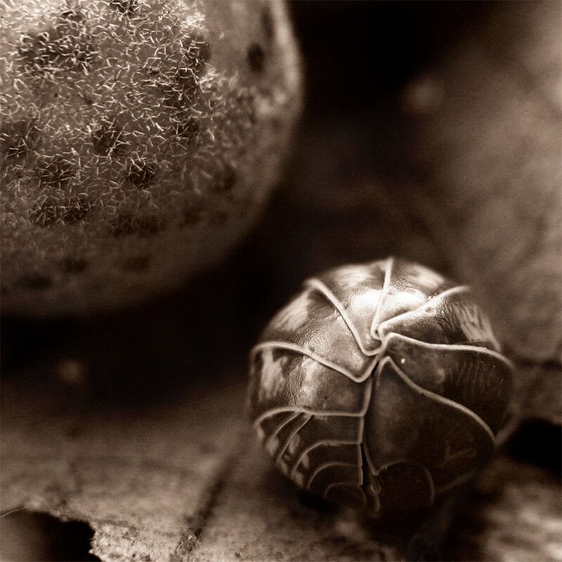 Sepia tone photo of a rollie-pollie bug curled up in a ball next to a much larger oak leaf burr ball.