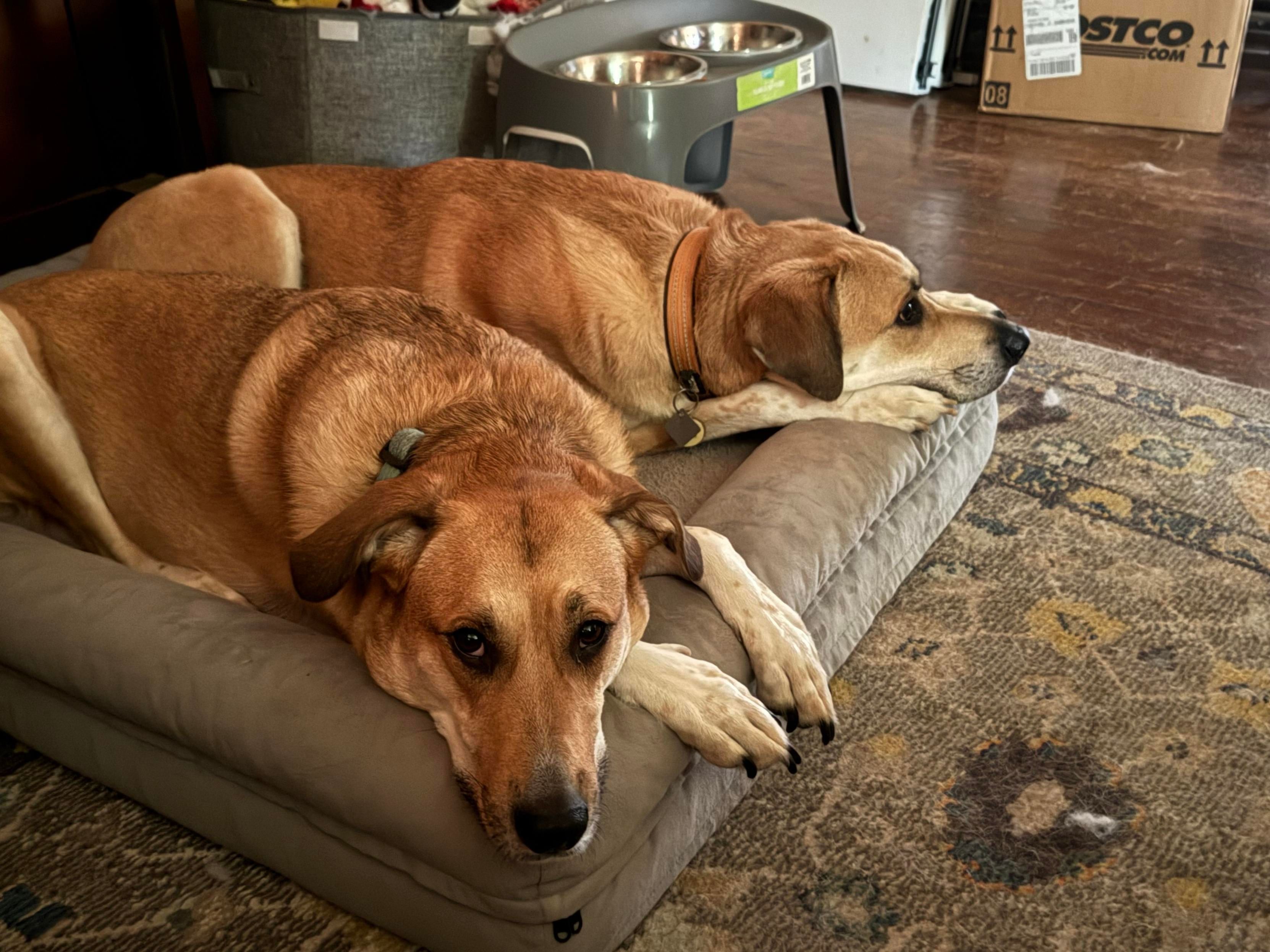 Molly and her brother Miles laying on their bed in our living room. It is a gray fluffy bed laying on a gray carpet. There's their food bowls in their toybox in the background, the walnut flooring and a Costco box which isn't visually appealing but who cares. Molly is the one in the foreground.