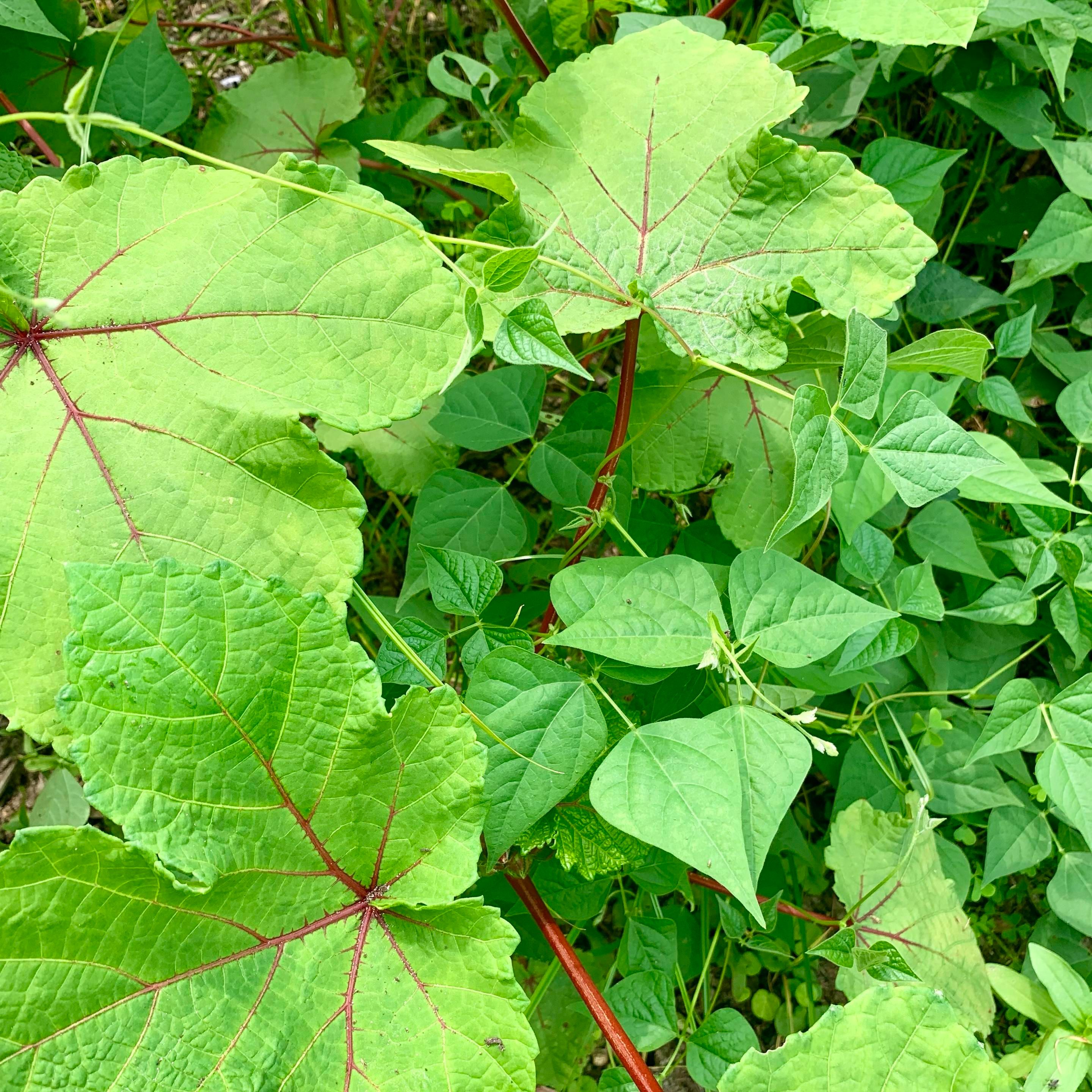 Tepary beans and Nkruma Tenten okra growing symbiotically. The okra have large leaves with deep dark red veins and stems. The bean leaves are smaller and just green. There are some white flower on the bean vines.  
