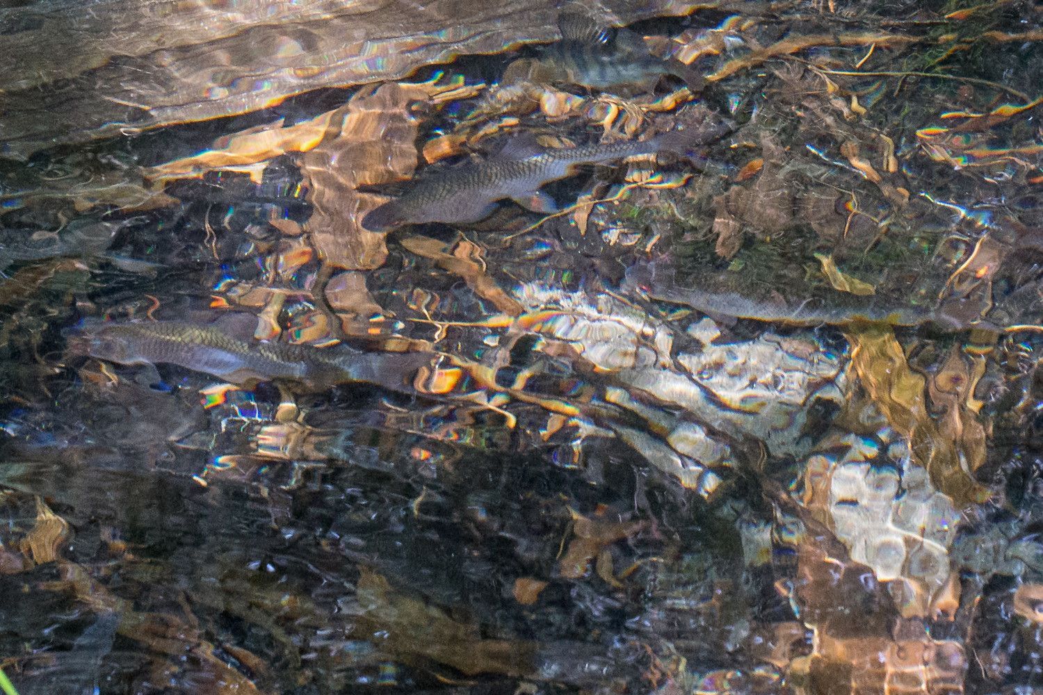 Kirkasvetinen puro, jossa ui ahvenia ja särkikaloja. Vaalealla hiekkapohjalla on paljon lahoavaa puuainesta.