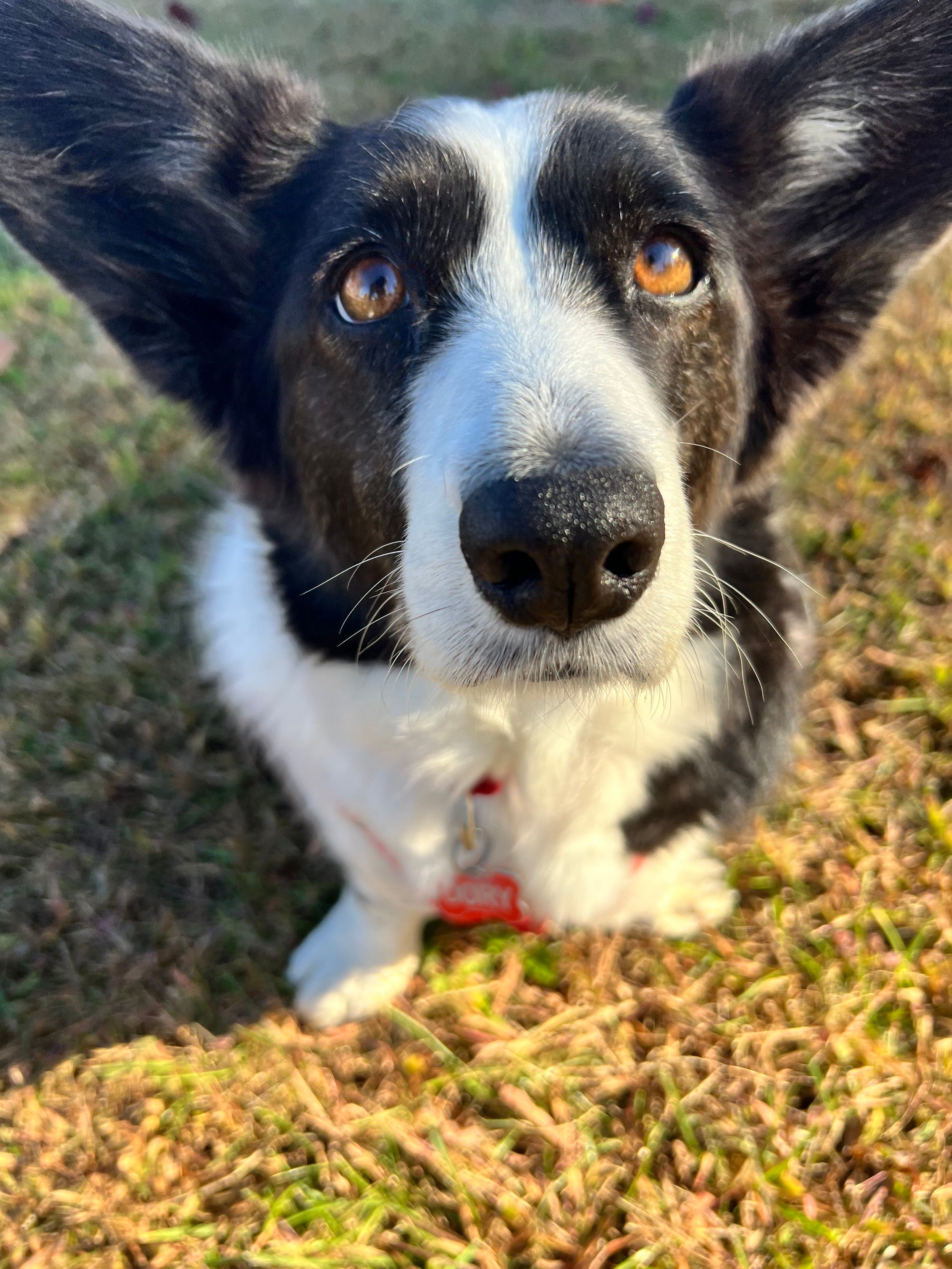 Corgi with ginormous ears and browns eyes, looking sadly at the camera like Eeyore. She is wearing a red nametag that says “Dory”.