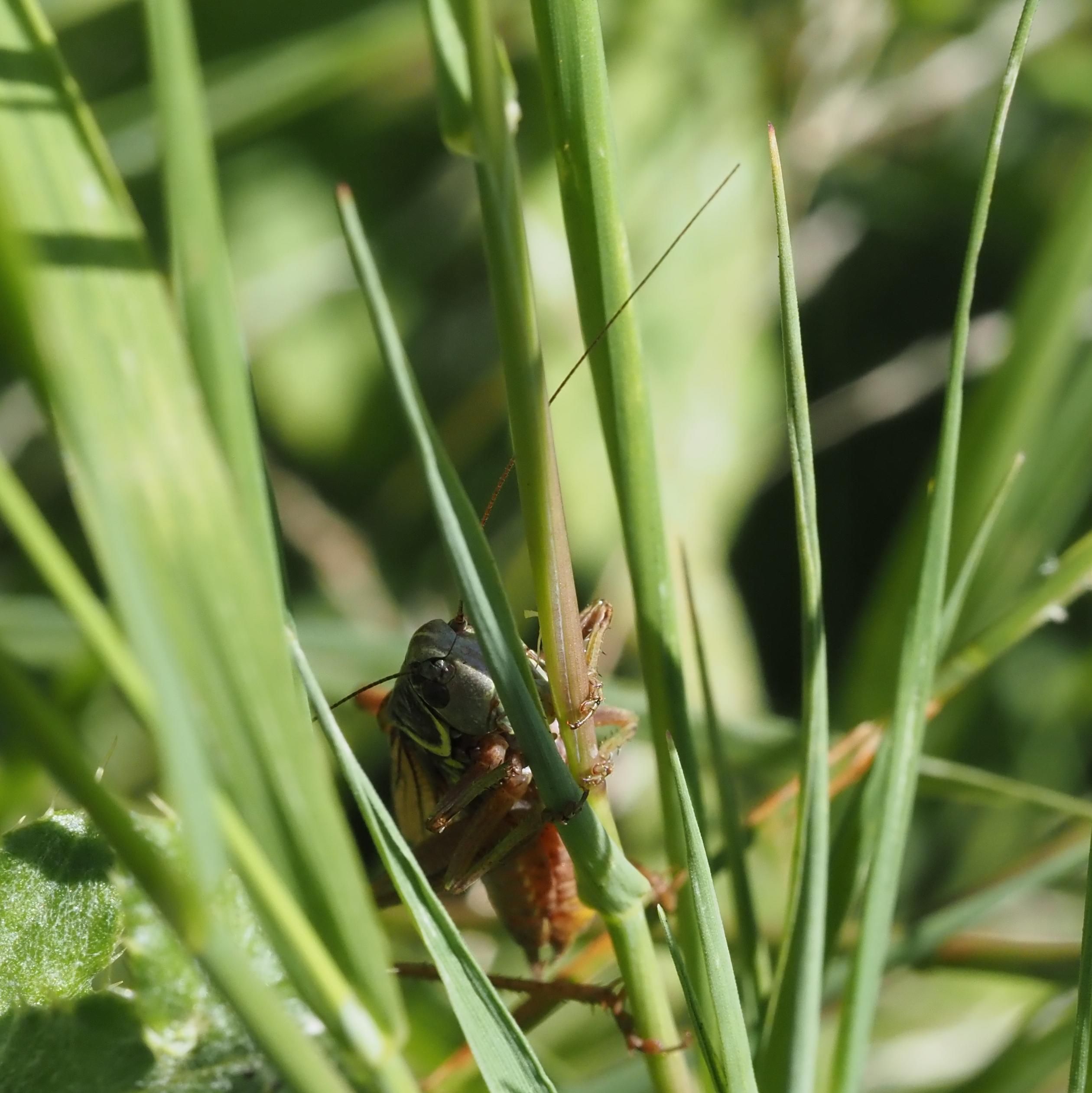 A very attractive cricket clinging to a blade of grass. The antenna are huge, as is characteristic of crickets. The yellow-orange underside is visible and the dramatic bright lime green semi-circle on the side behind the head is just visible