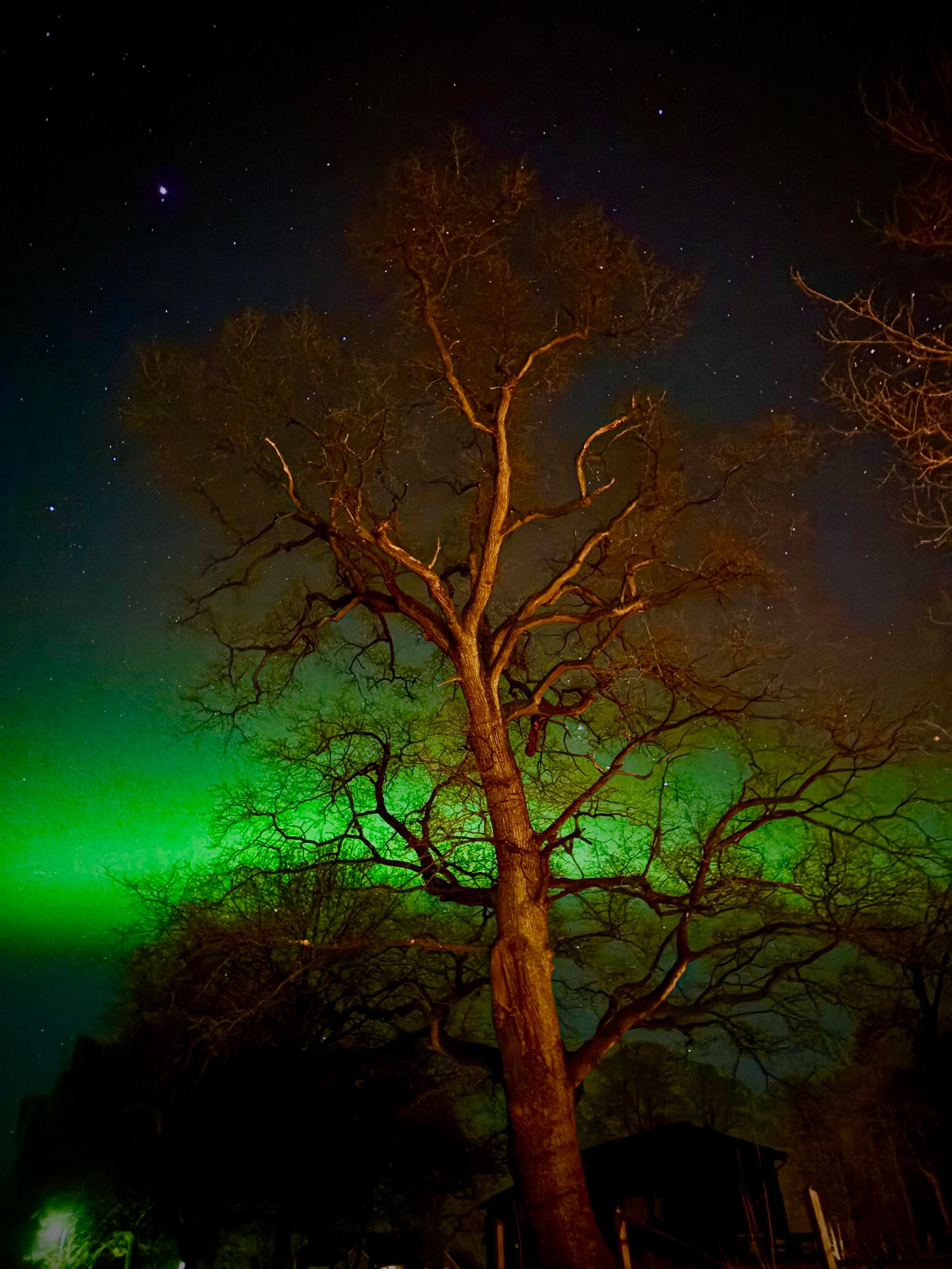 Ein Baum steht vor einem Nachthimmel, der von leuchtenden grünen Polarlichtern und verstreuten Sternen beleuchtet wird. Im unteren Teil des Bildes ist eine schach beleuchtete Struktur sichtbar.