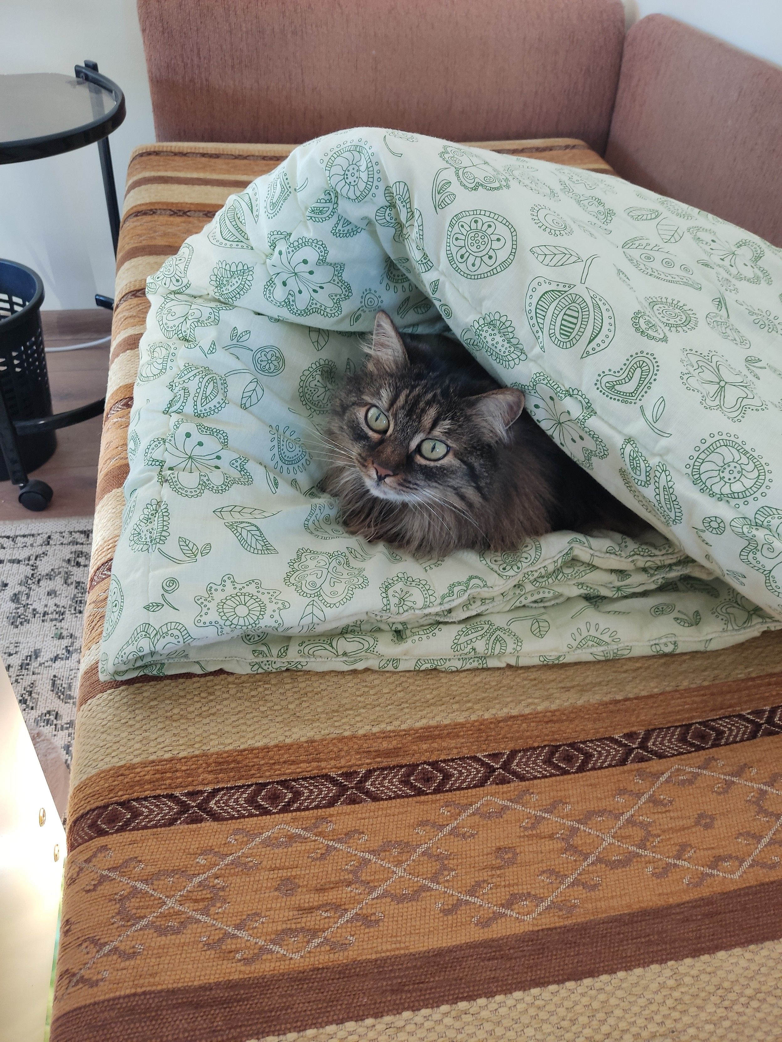 Gatta sbuca da una coperta appoggiata su un letto 