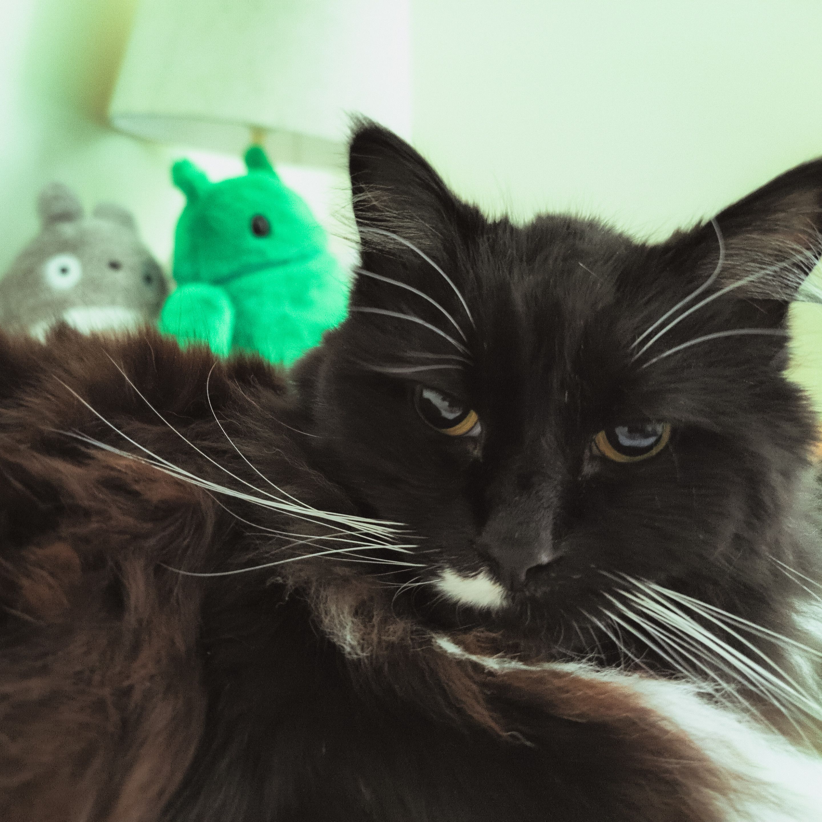 floofy tuxedo cat staring at u with Totoro and Android stuffies in the background