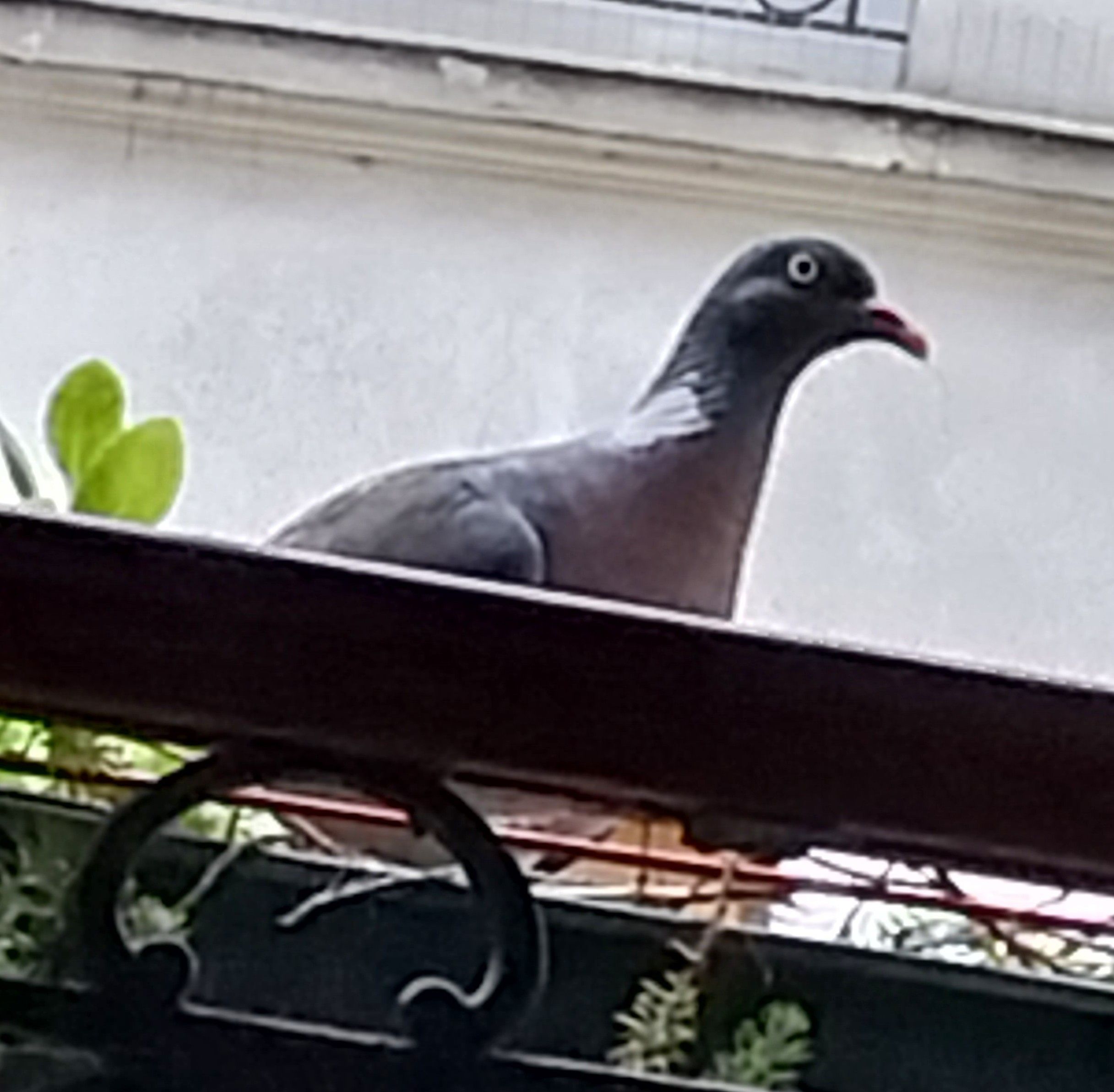Un pigeon ramier posé sur une jardinière 
Photo très zoomée, pour ne pas déranger 