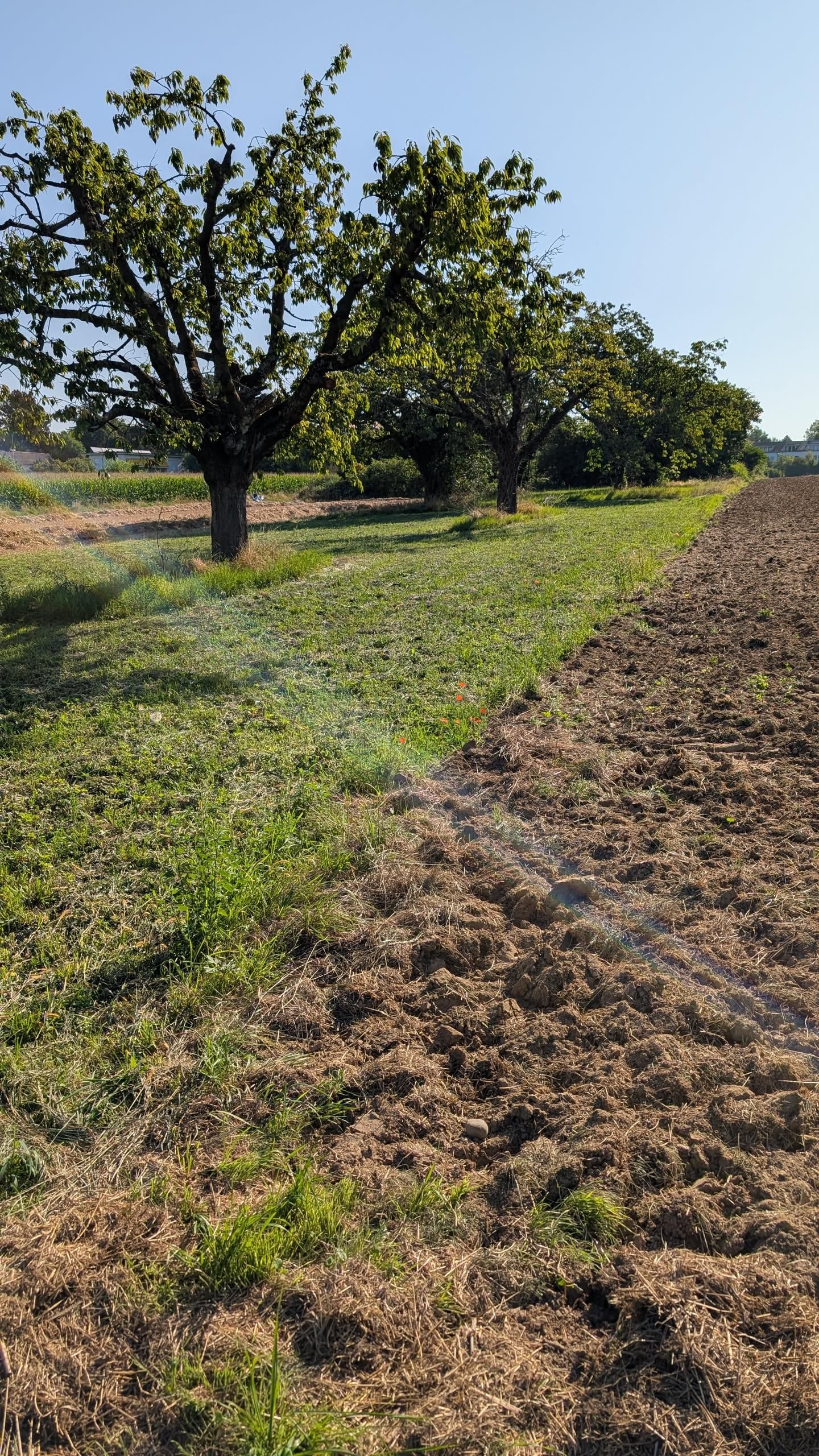 Photo of a bit of grass with trees next to a field. The sky is blue. There is a diagonal line of light across the photo from right to bottom left, probably due to construction of the lens and the Sun being to my top left.
Very few poppies can be seen, more or less in the middle.