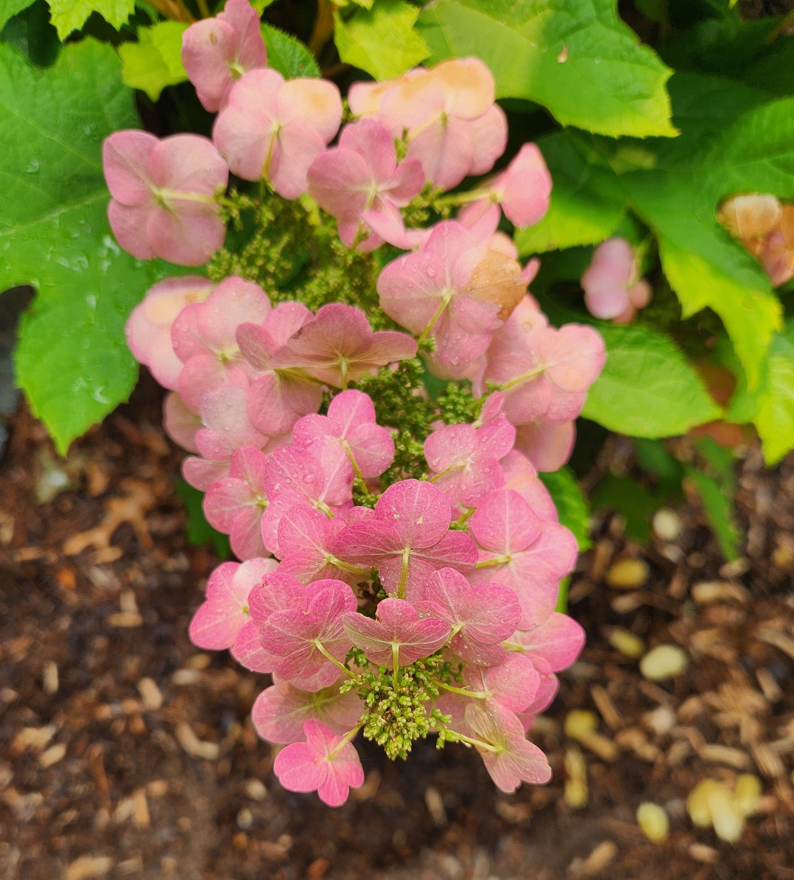 Pointing down and towards us is a pink cluster of oakleaf hydrangea flowers. Darker pink flowers closer to us, lighter pink down the stem and further back.