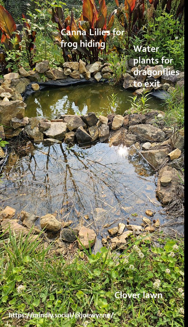 A bi-level pond is shown. In the foreground is a shallow pond, roughly circular, perhaps four feet in diameter. It is surrounded by light colored stones. Beyond that and lower is a deeper pond no more than 4 1/2 feet wide and less than three feet deep. It is also surrounded by decorative light-colored stones that are larger. Behind the pond are canna lilies and there is a note that says they are for frog hiding. To the right in the larger pond there are water plants growing from the pond. There is a note there that says these water plants are for dragonflies to exit. At the bottom of the photo can be seen clover adjacent to the shallow pond and there is a note that says "clover lawn". In the shallow pond there is a reflection of trees that are not seen in the picture. 