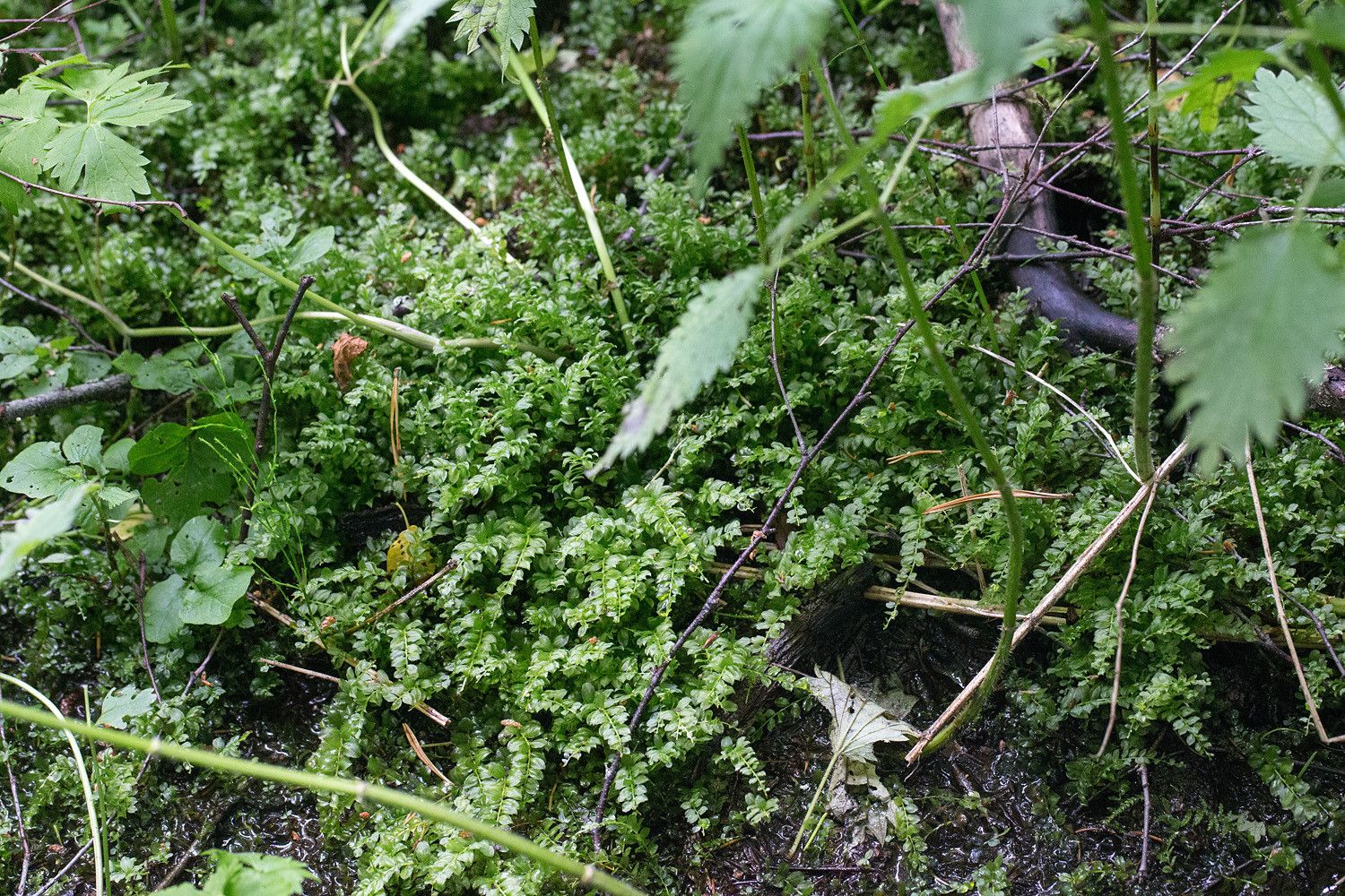 Isolehväsammal (Plagiomnium medium) kasvaa kosteassa norossa nokkosen, purolitukan, rönsyleinikin ym. kanssa.