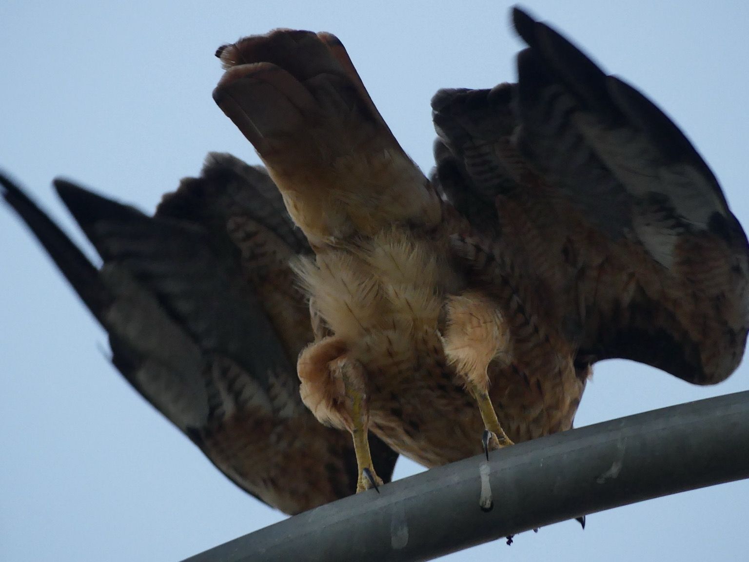 The rear view of a Red-tailed hawk as it tips forward from its street light perch about to take flight, wings are about half way deployed showing some nice barred patterning 