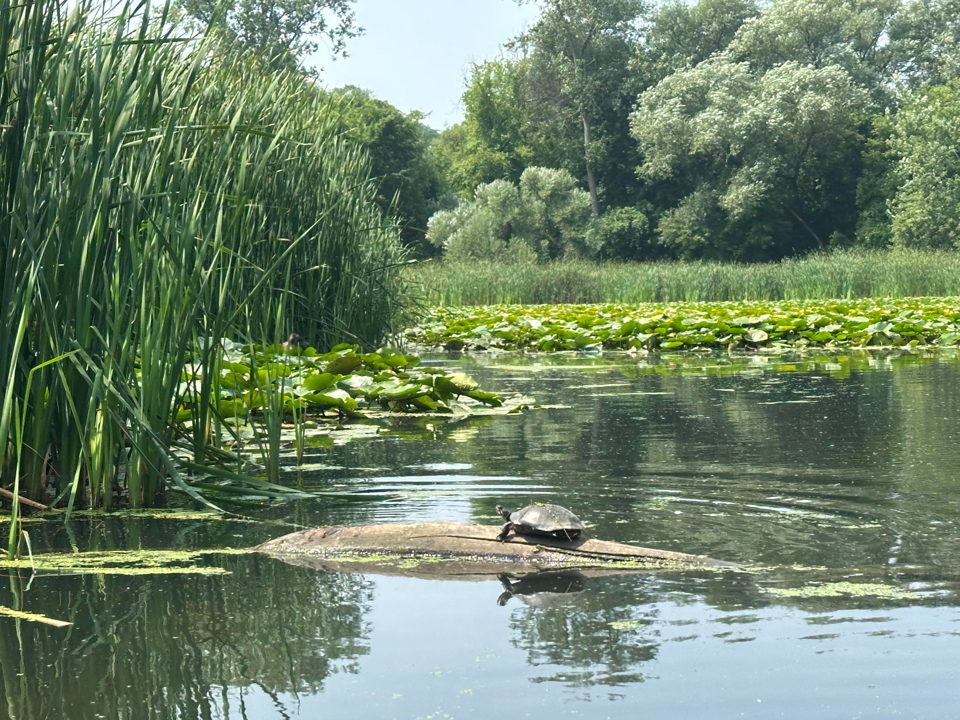 A painted turtle chilling on a log in a marsh. Reeds to the left, water lilies, more reeds and trees in the background.