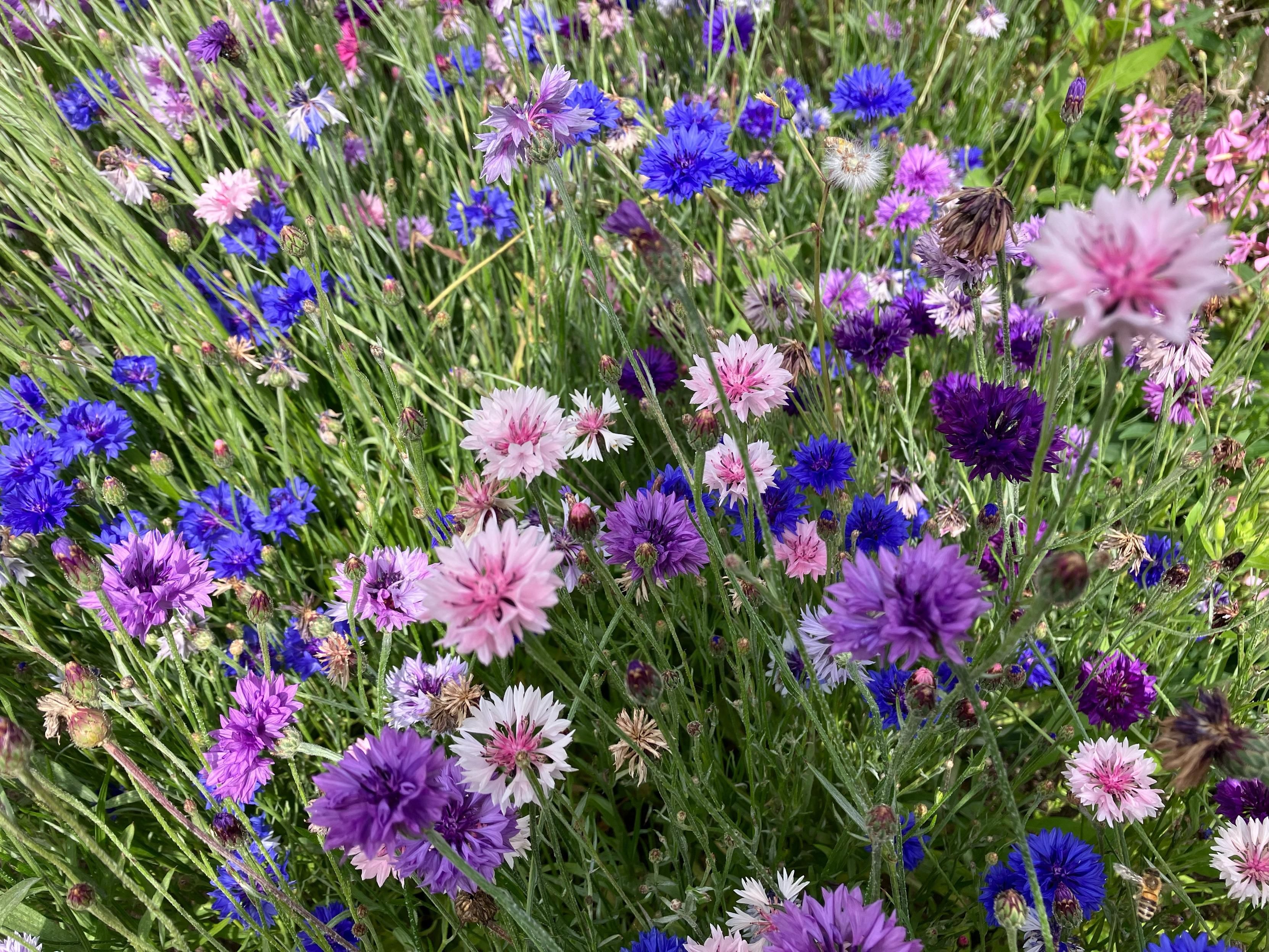 A photo of densely planted cornflowers in pinks, purples and classic blue (a few ‘weeds’ in there too).